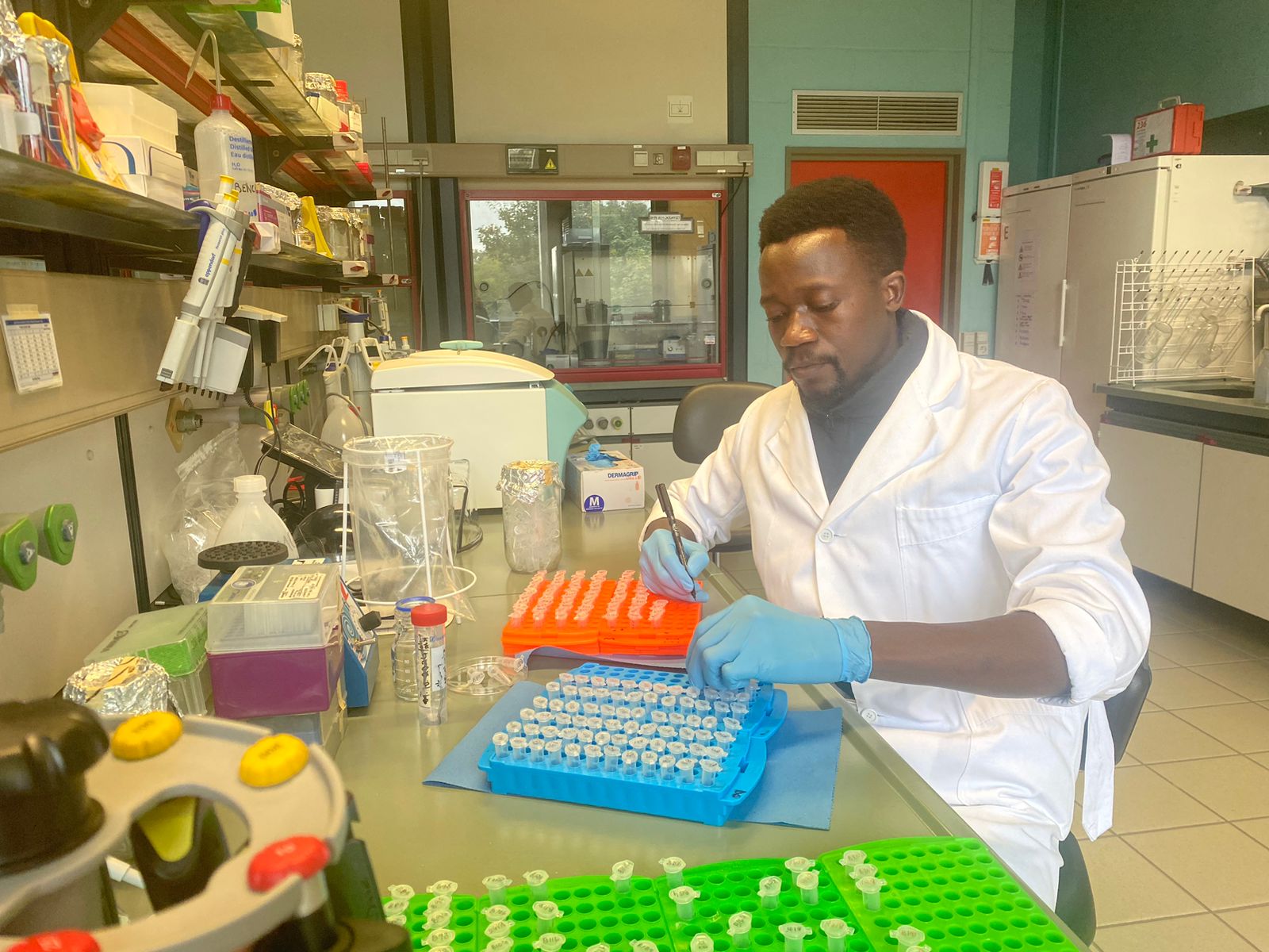 DNA extraction from melon flies collected in Mozambique