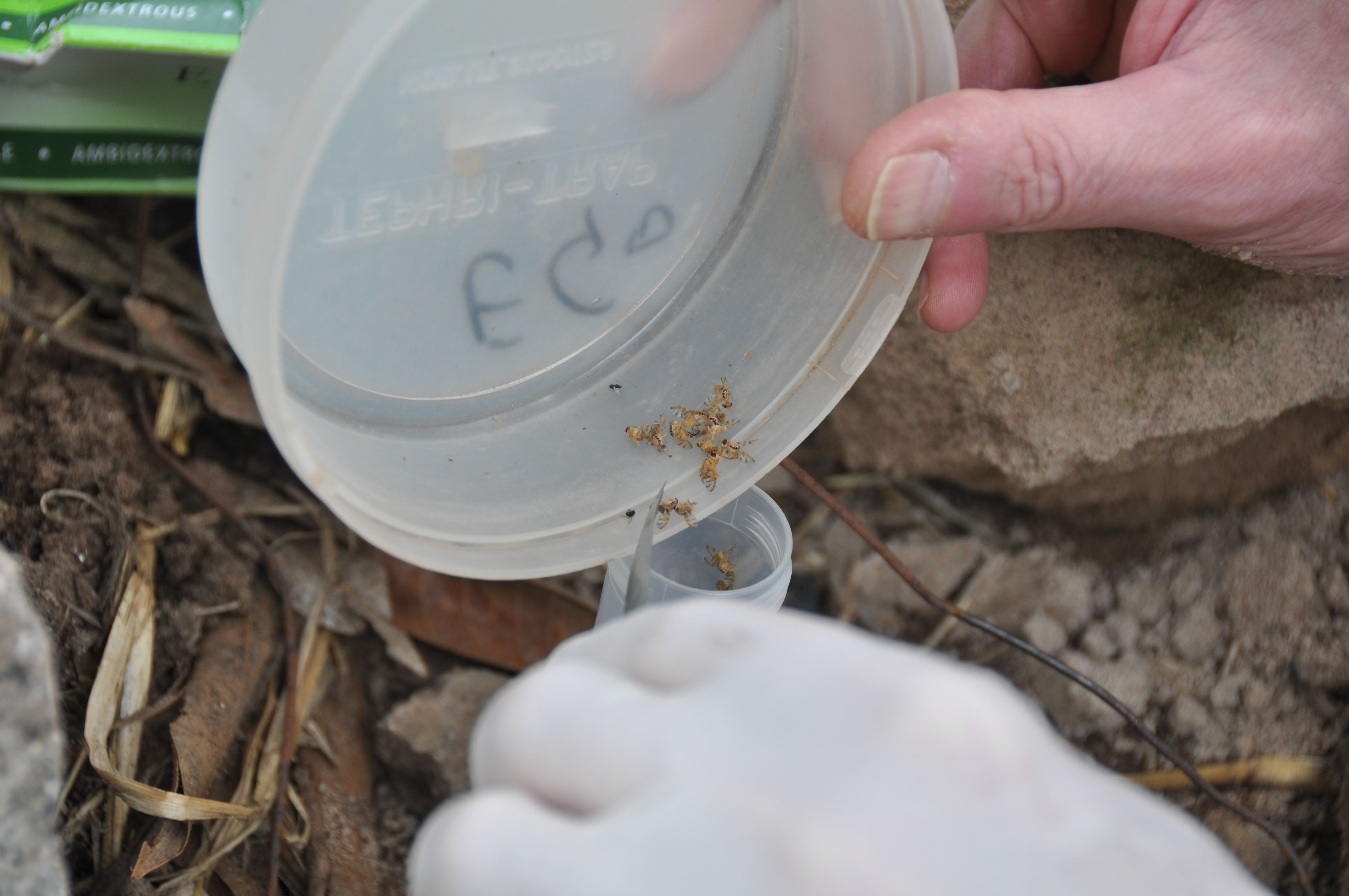 The mango fruit fly (Ceratitis cosyra) captured in a bucket trap baited with an EGO lure