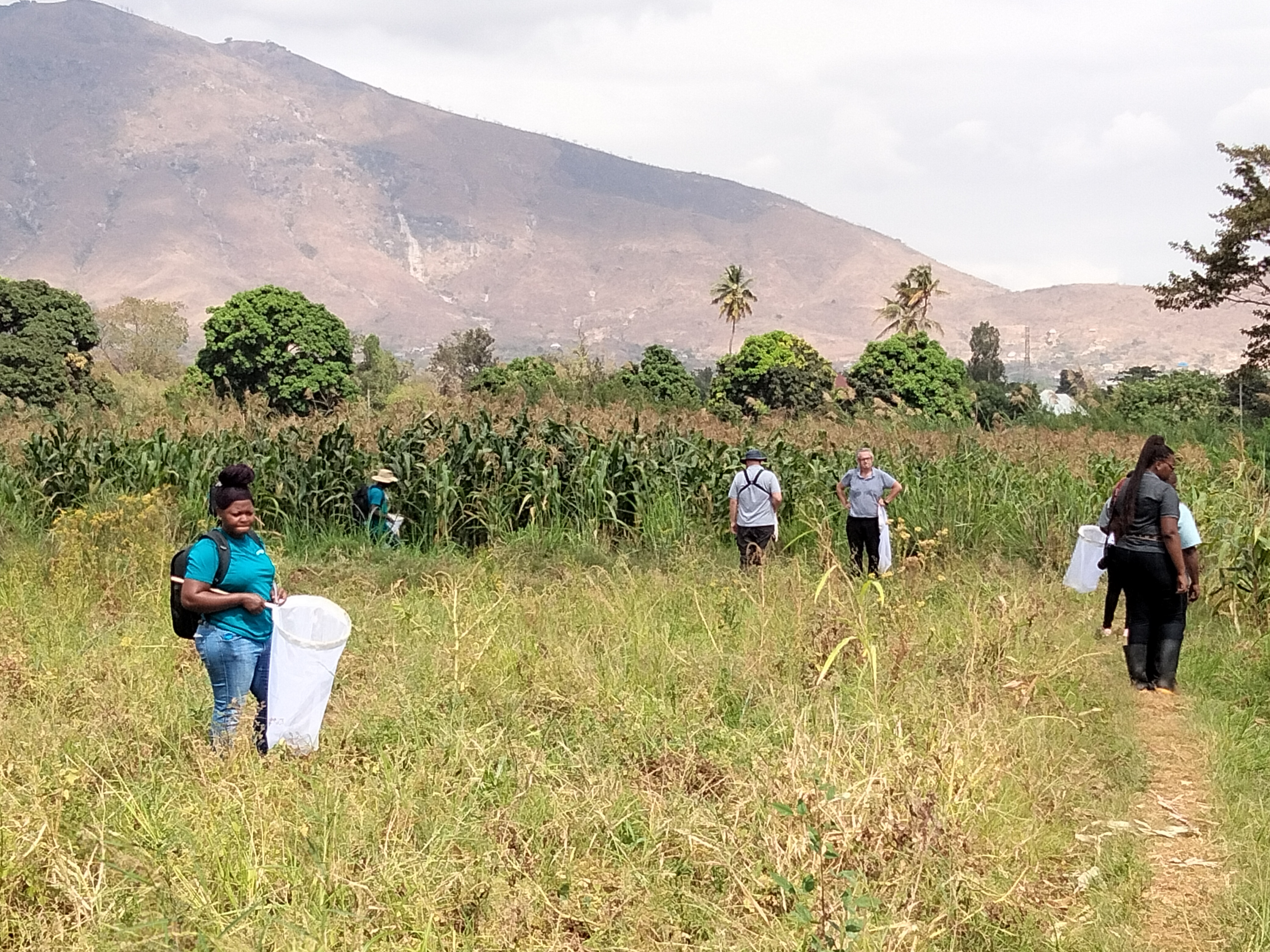 Fig. 2: Fieldwork by AGROVEG delegates in Morogoro (Tanzania) during the training in Dipteran pollinators.