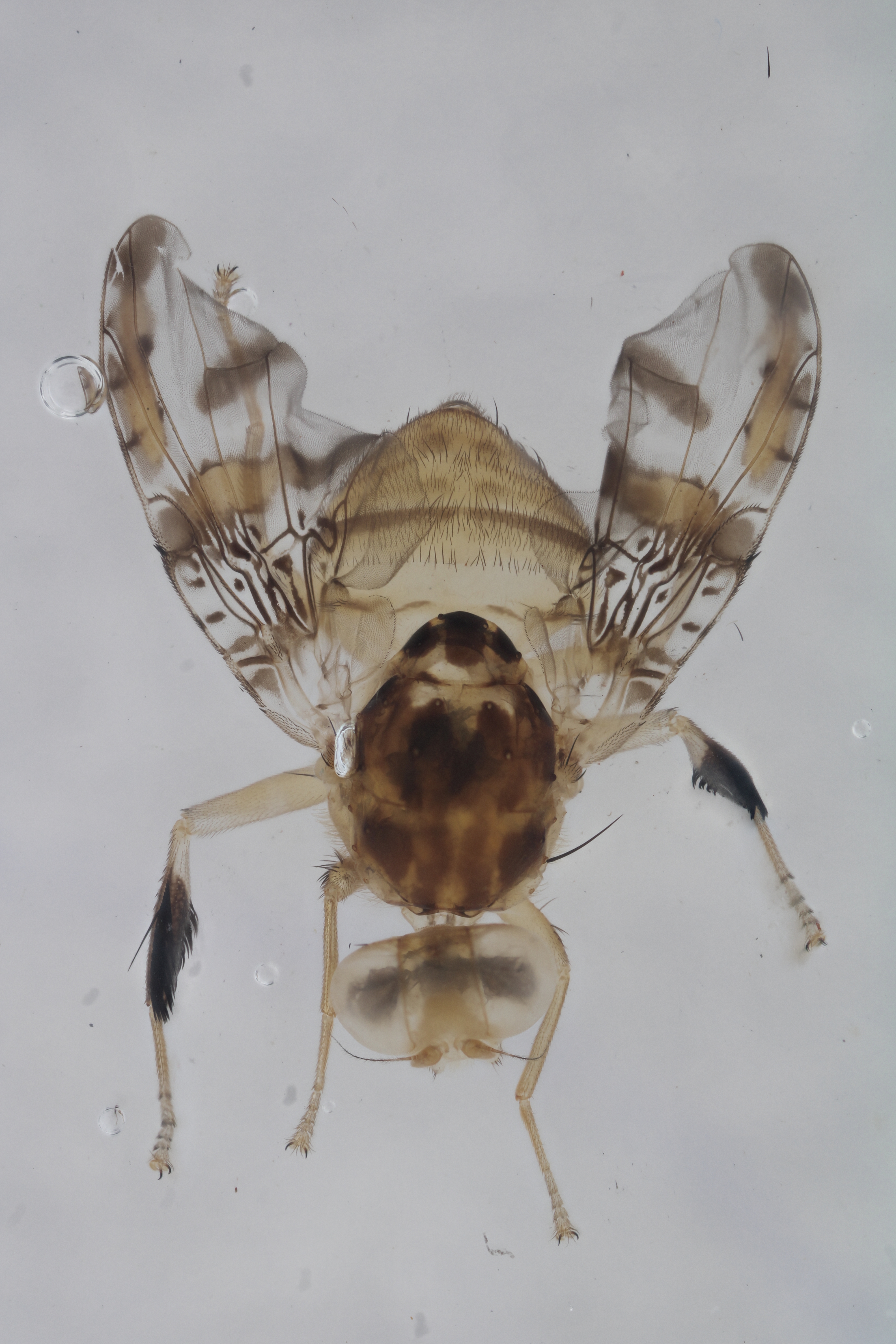 Image of a fruit fly