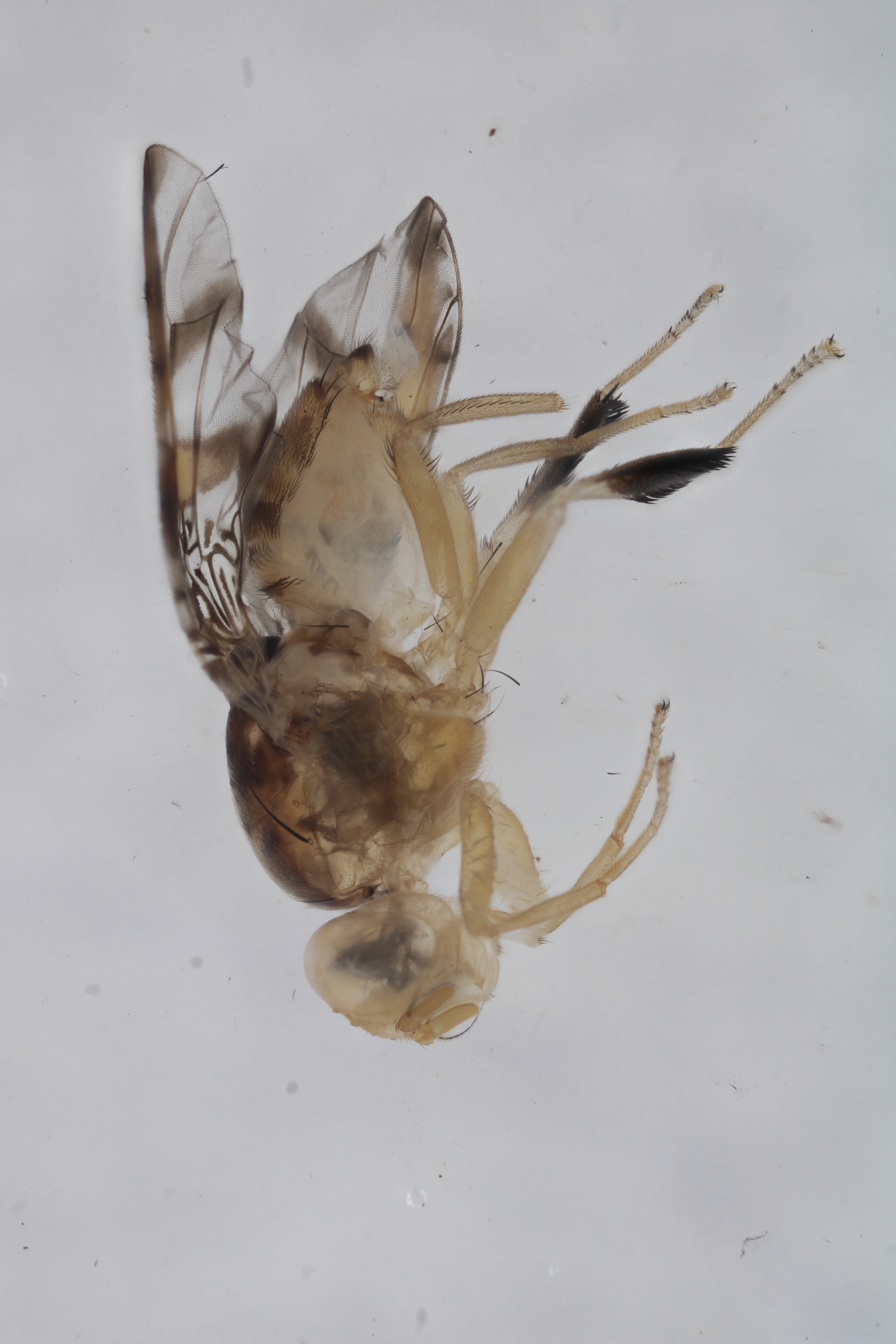 Image of a fruit fly