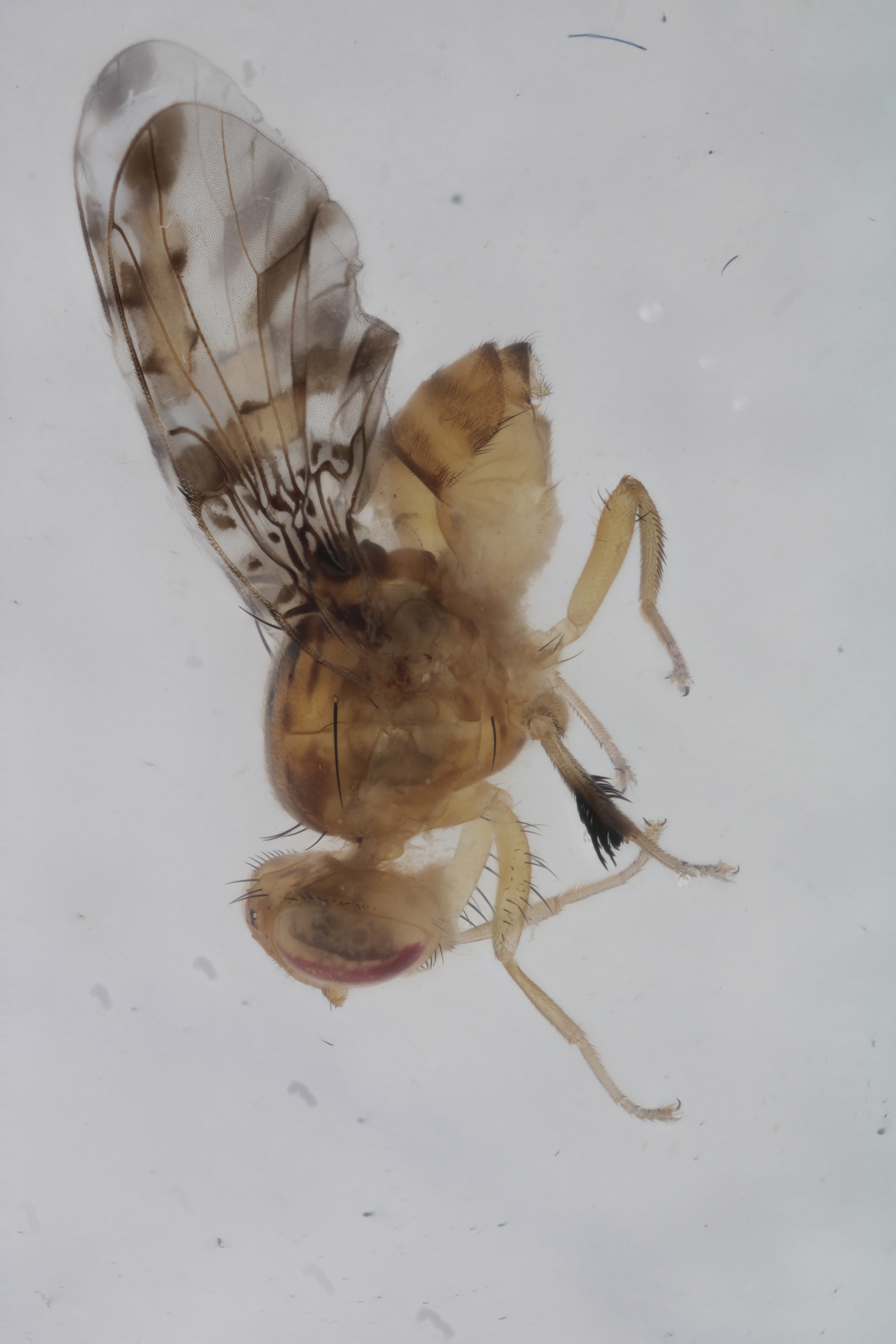 Image of a fruit fly