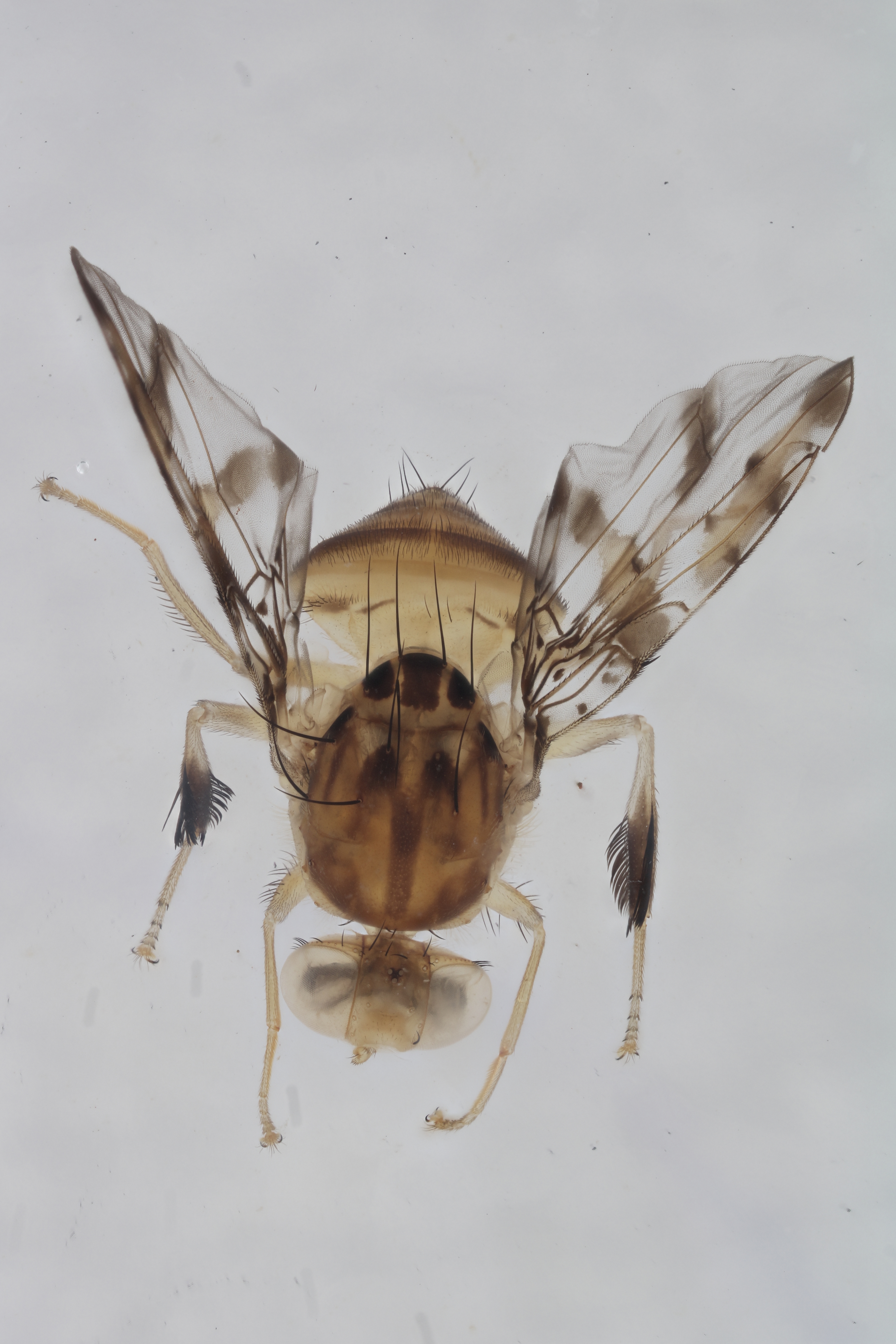 Image of a fruit fly