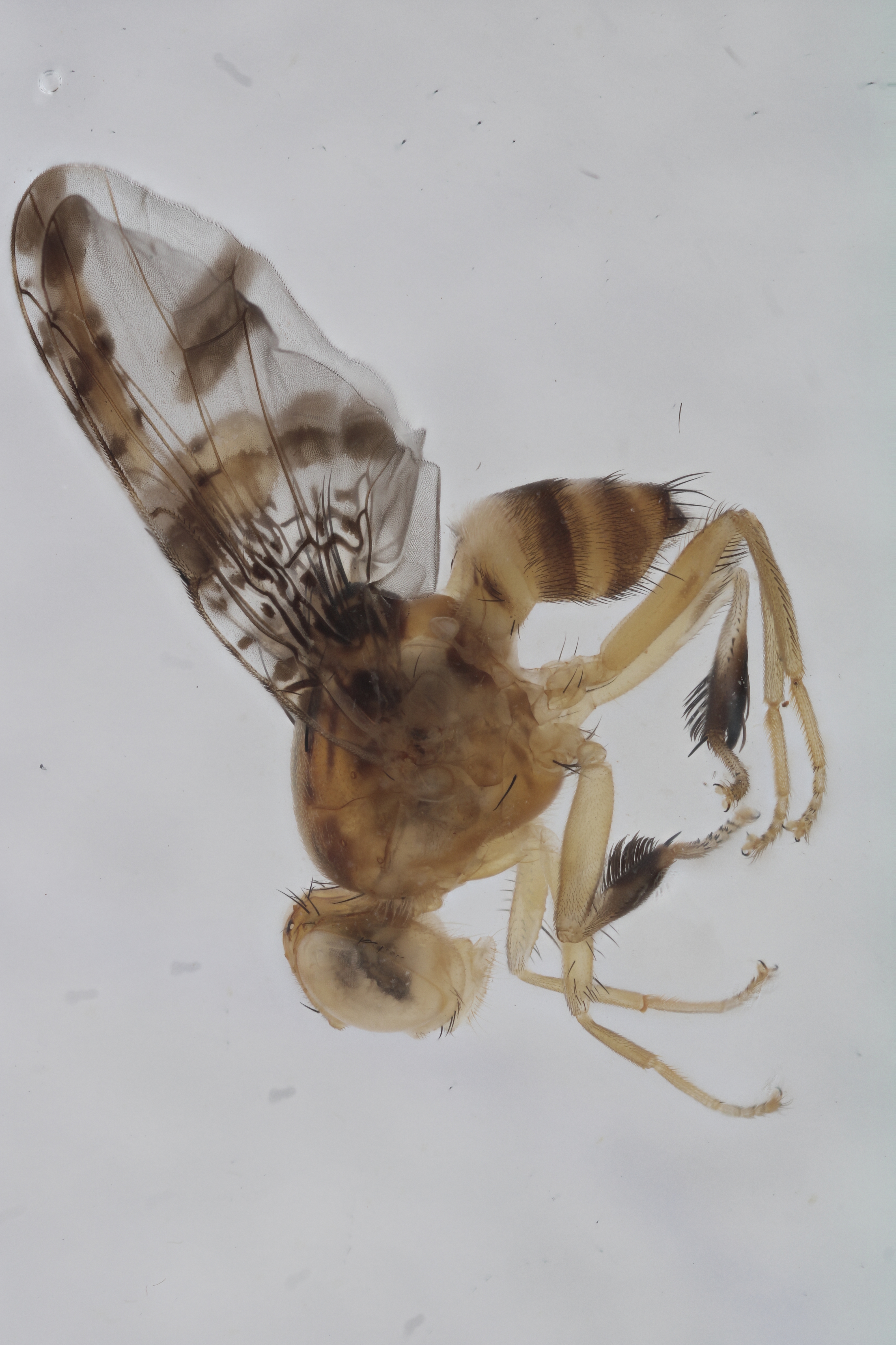 Image of a fruit fly