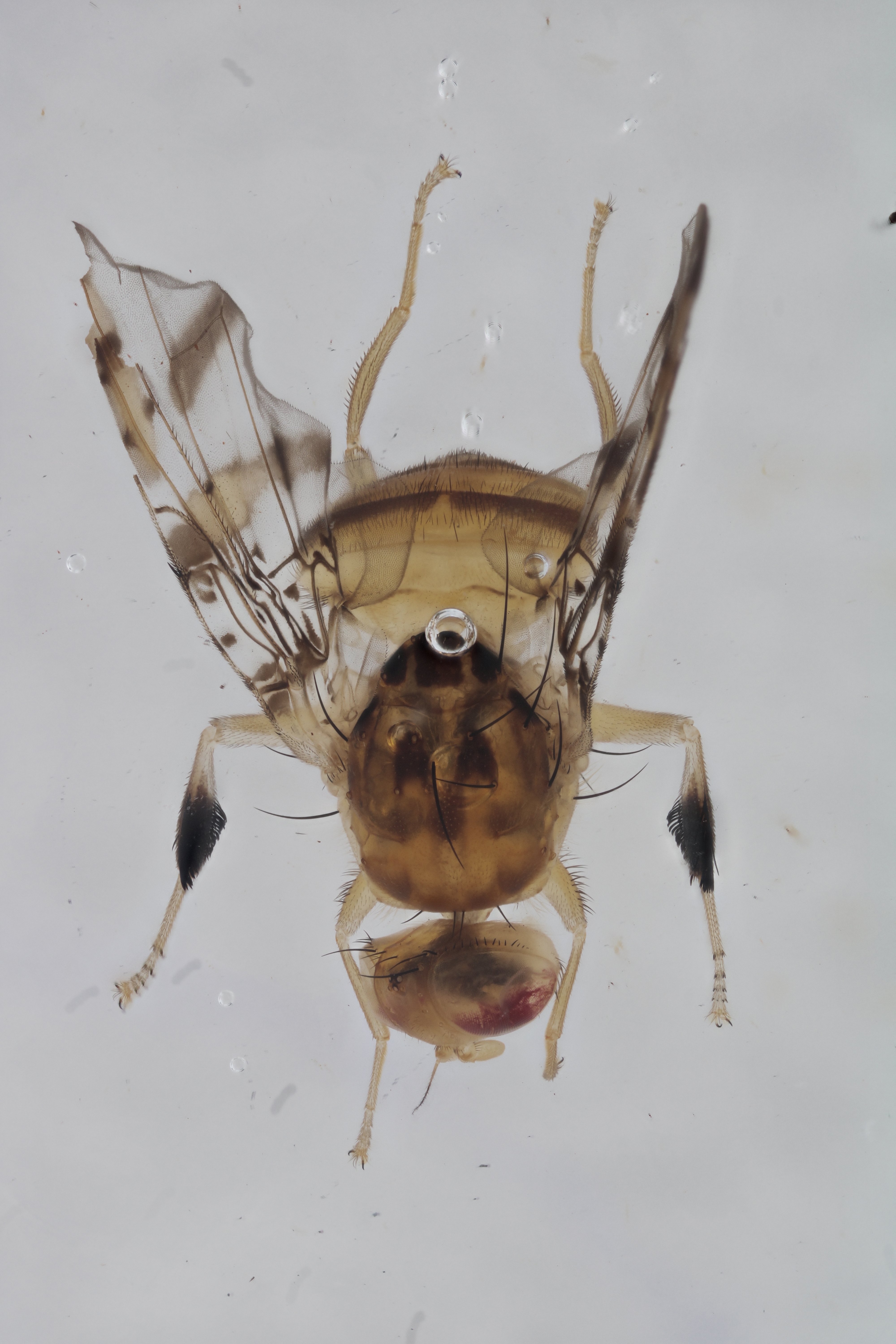 Image of a fruit fly