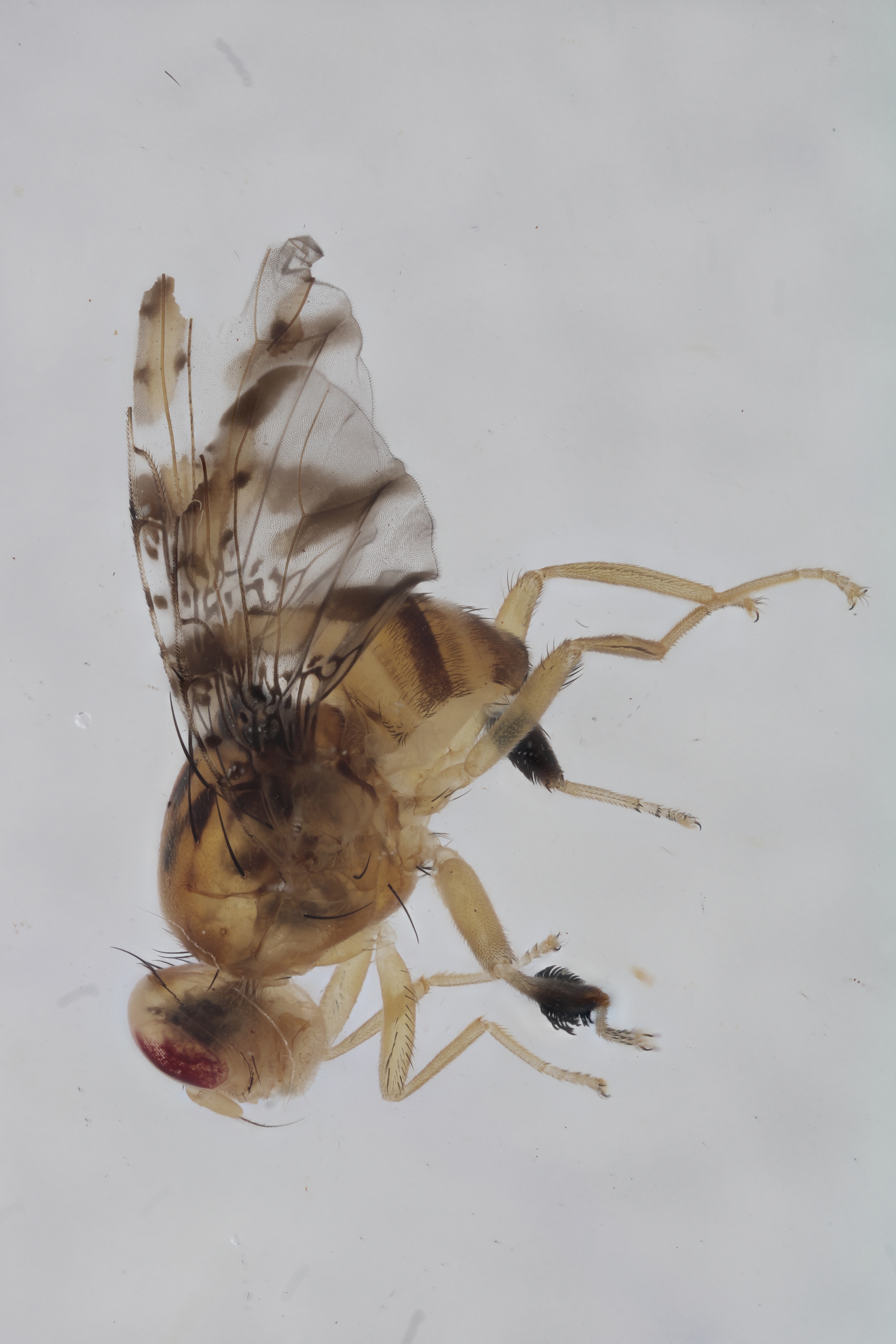 Image of a fruit fly