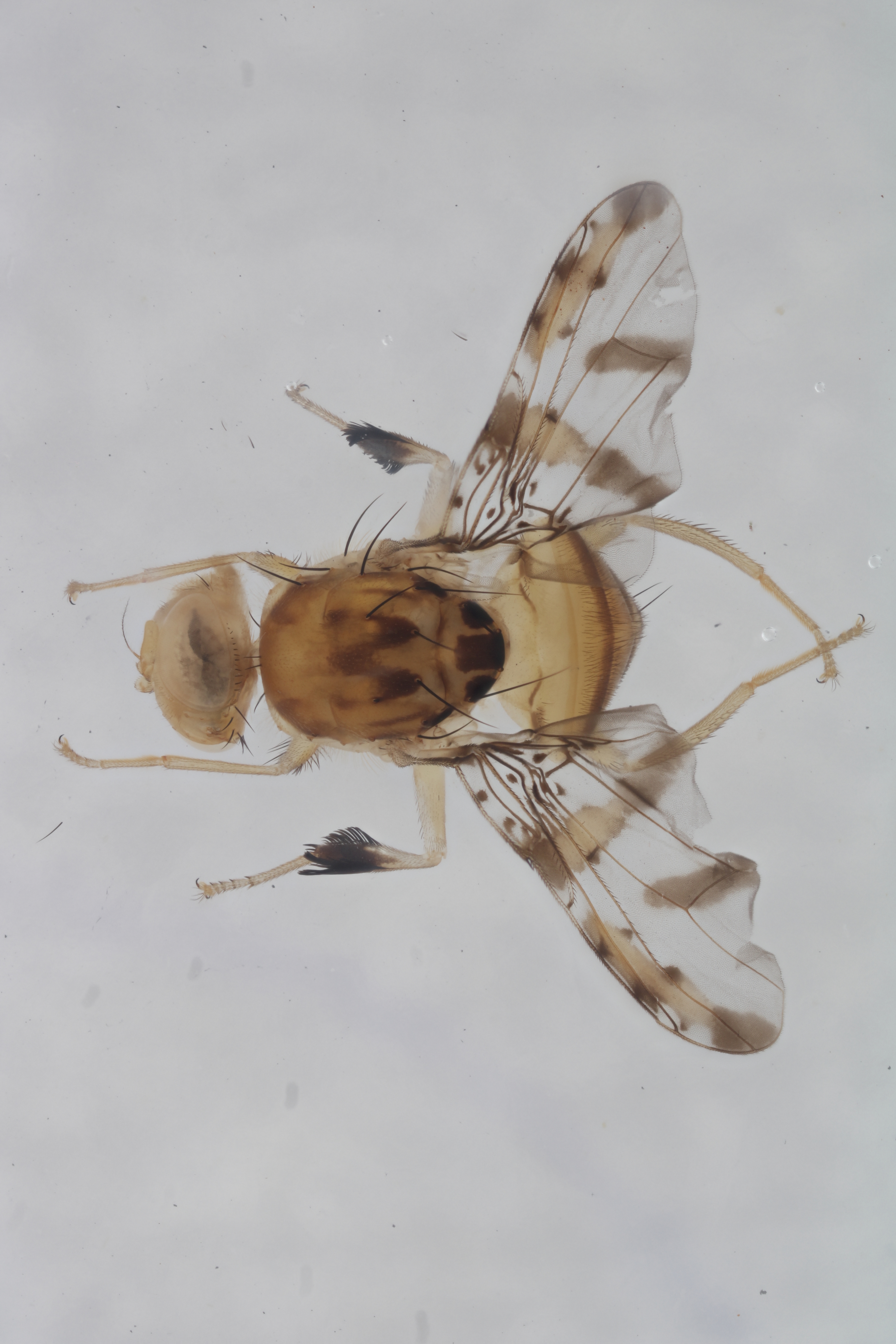 Image of a fruit fly