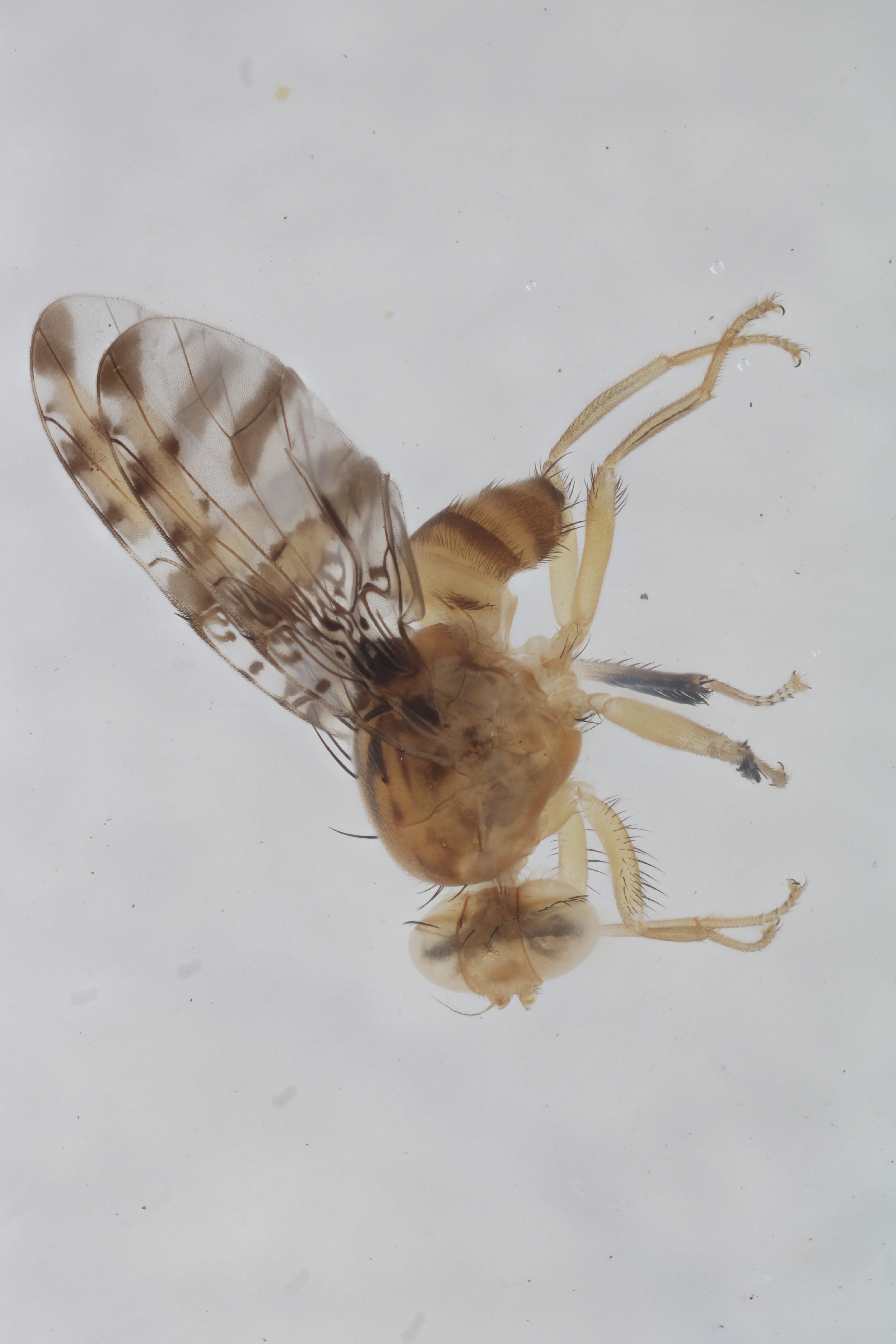 Image of a fruit fly