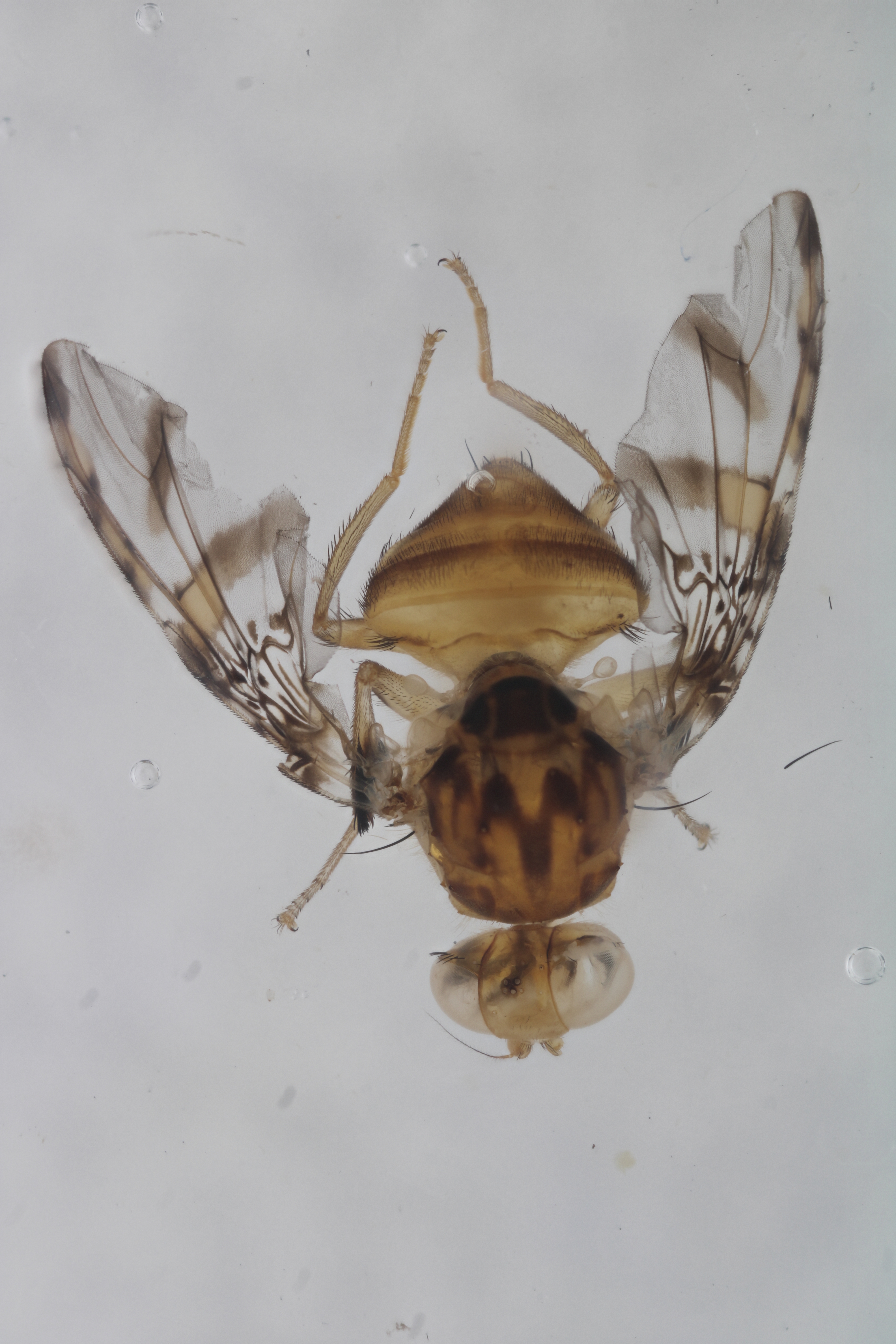 Image of a fruit fly