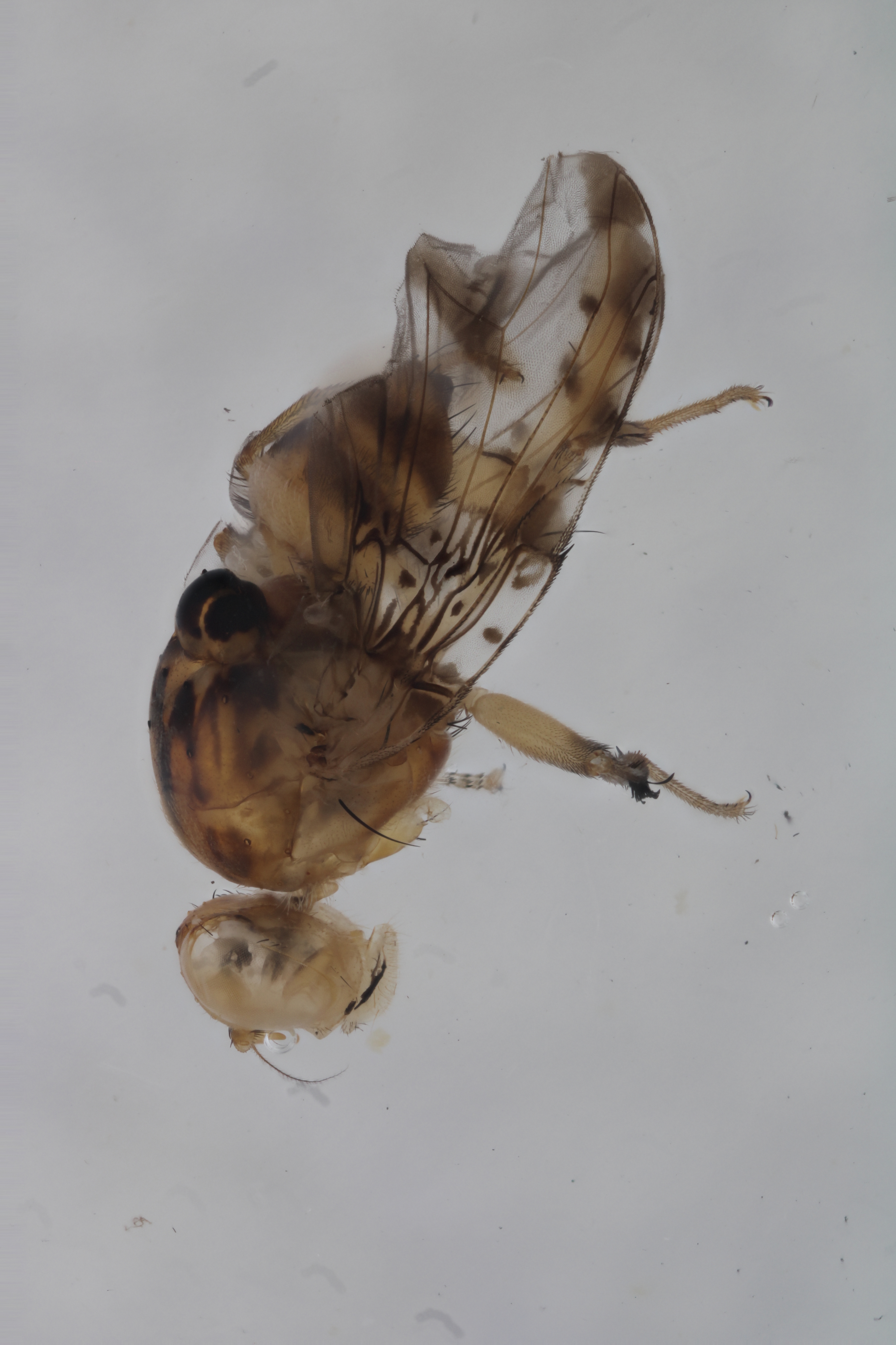 Image of a fruit fly