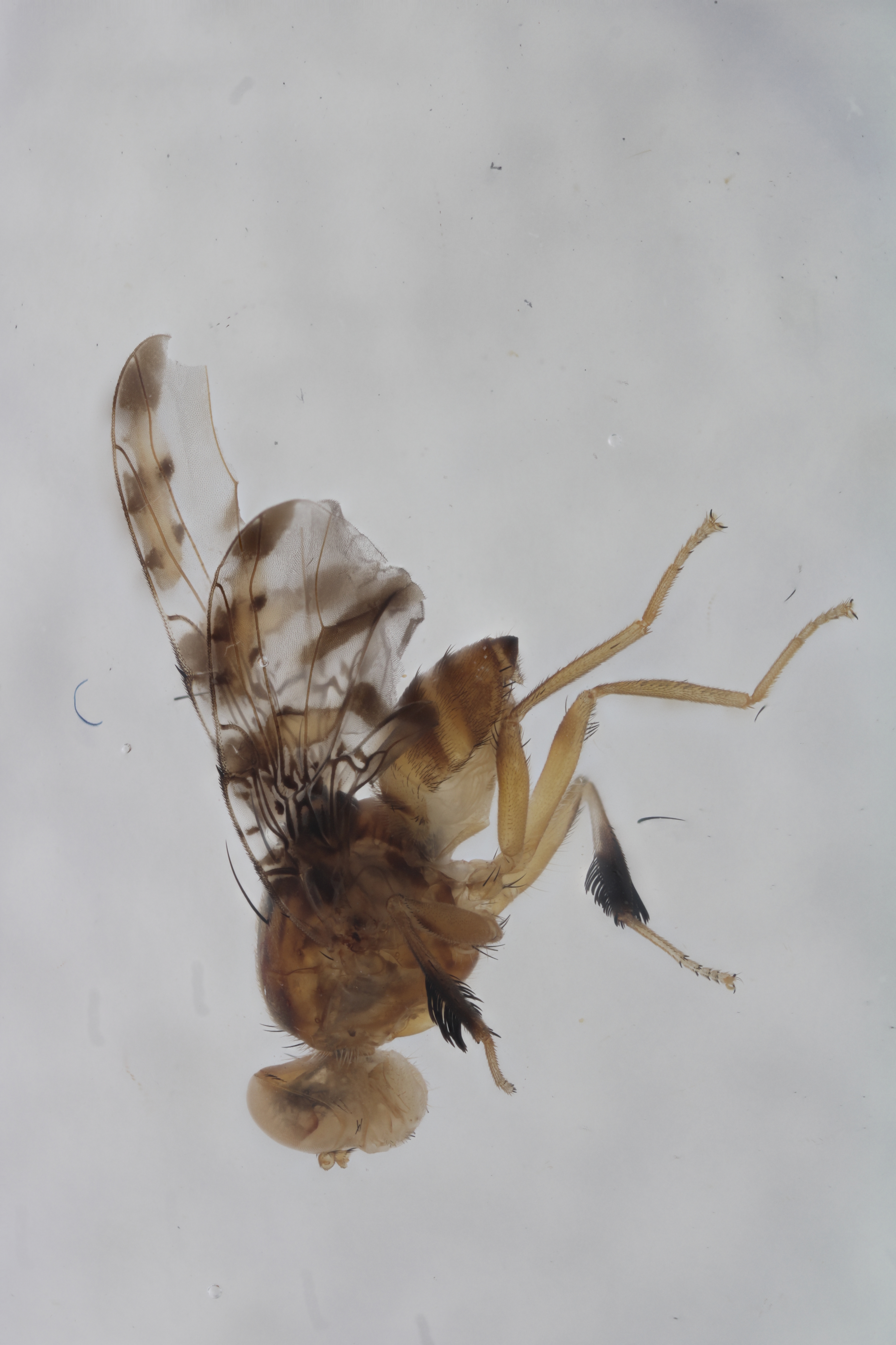 Image of a fruit fly