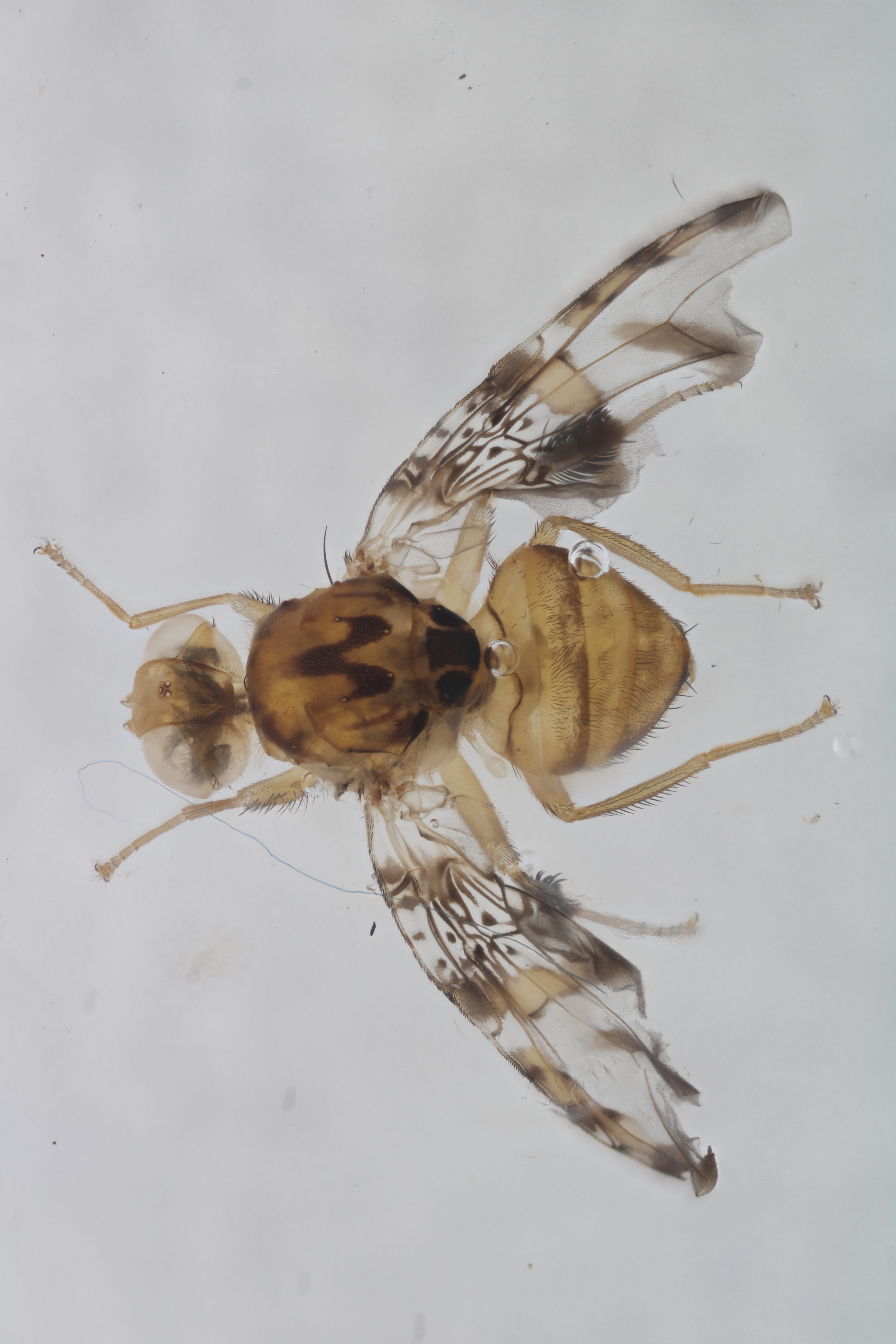 Image of a fruit fly