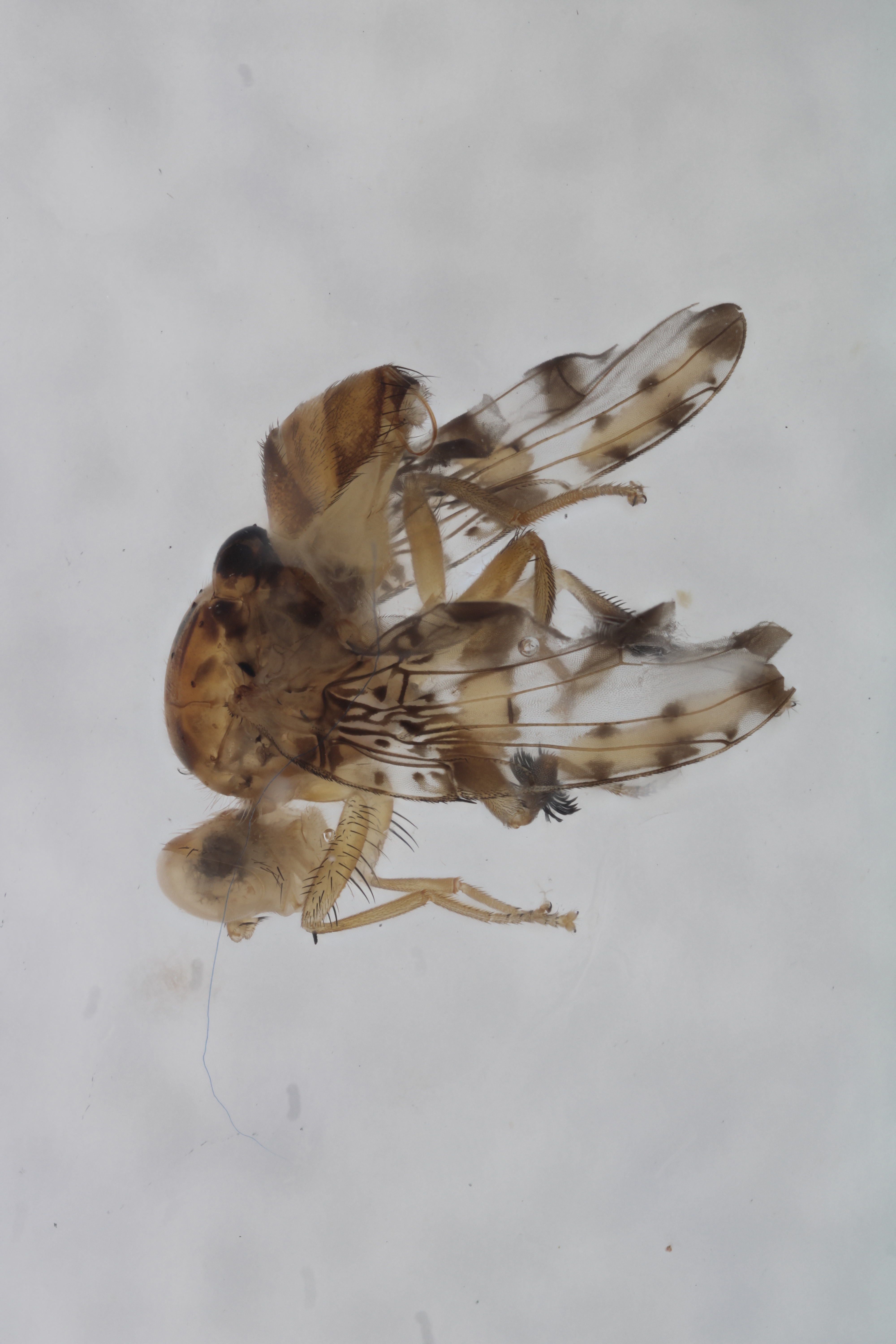 Image of a fruit fly