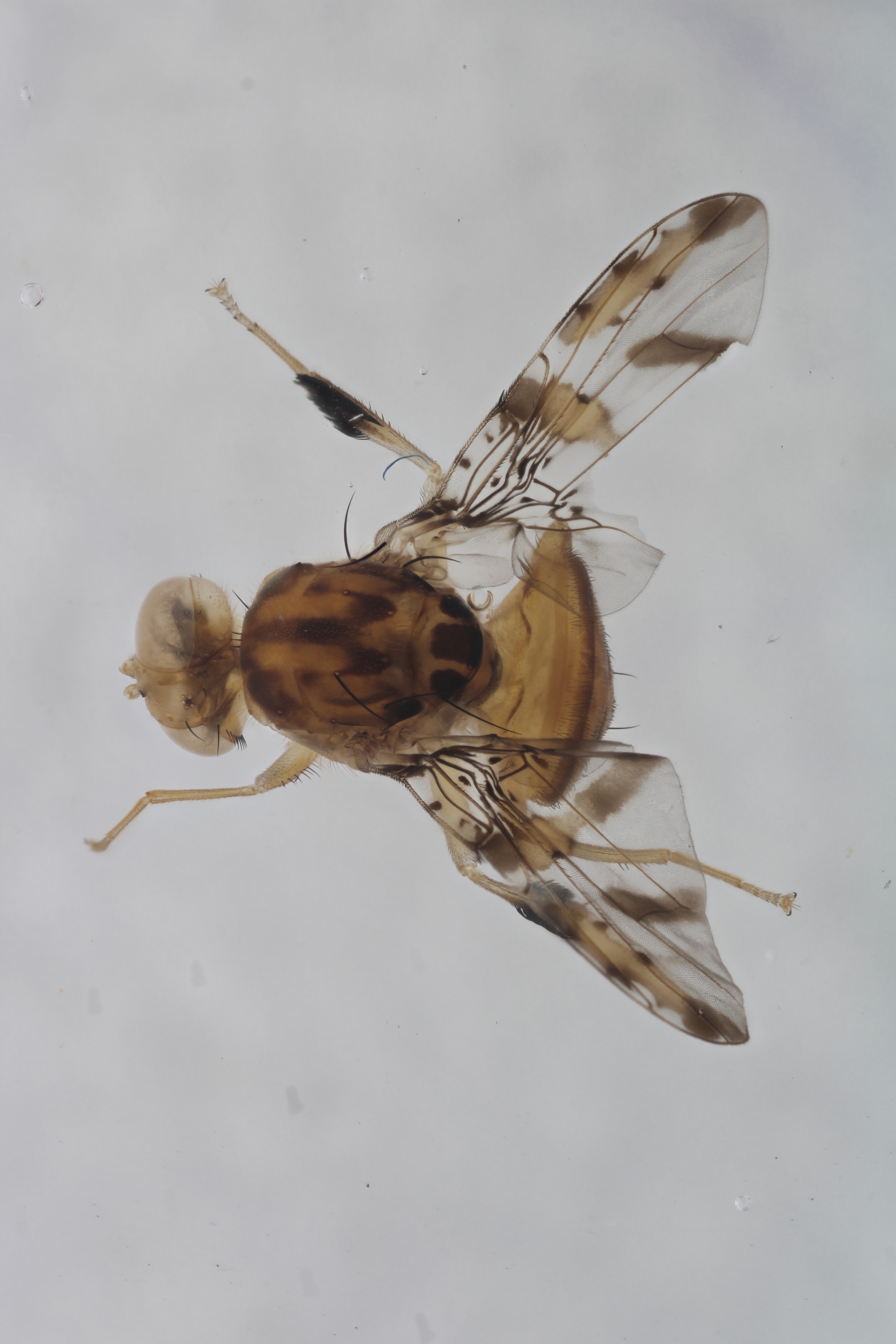 Image of a fruit fly