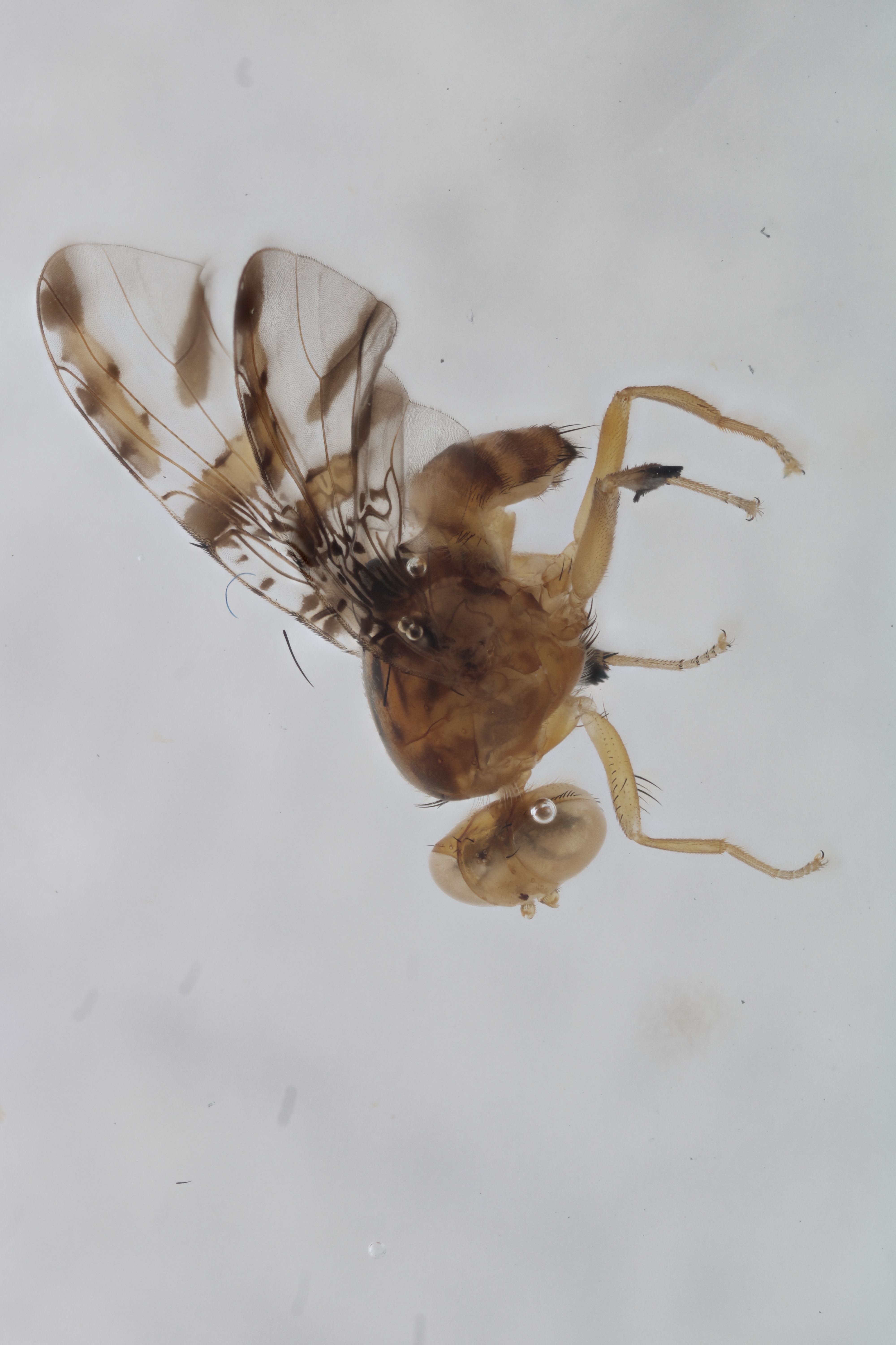 Image of a fruit fly