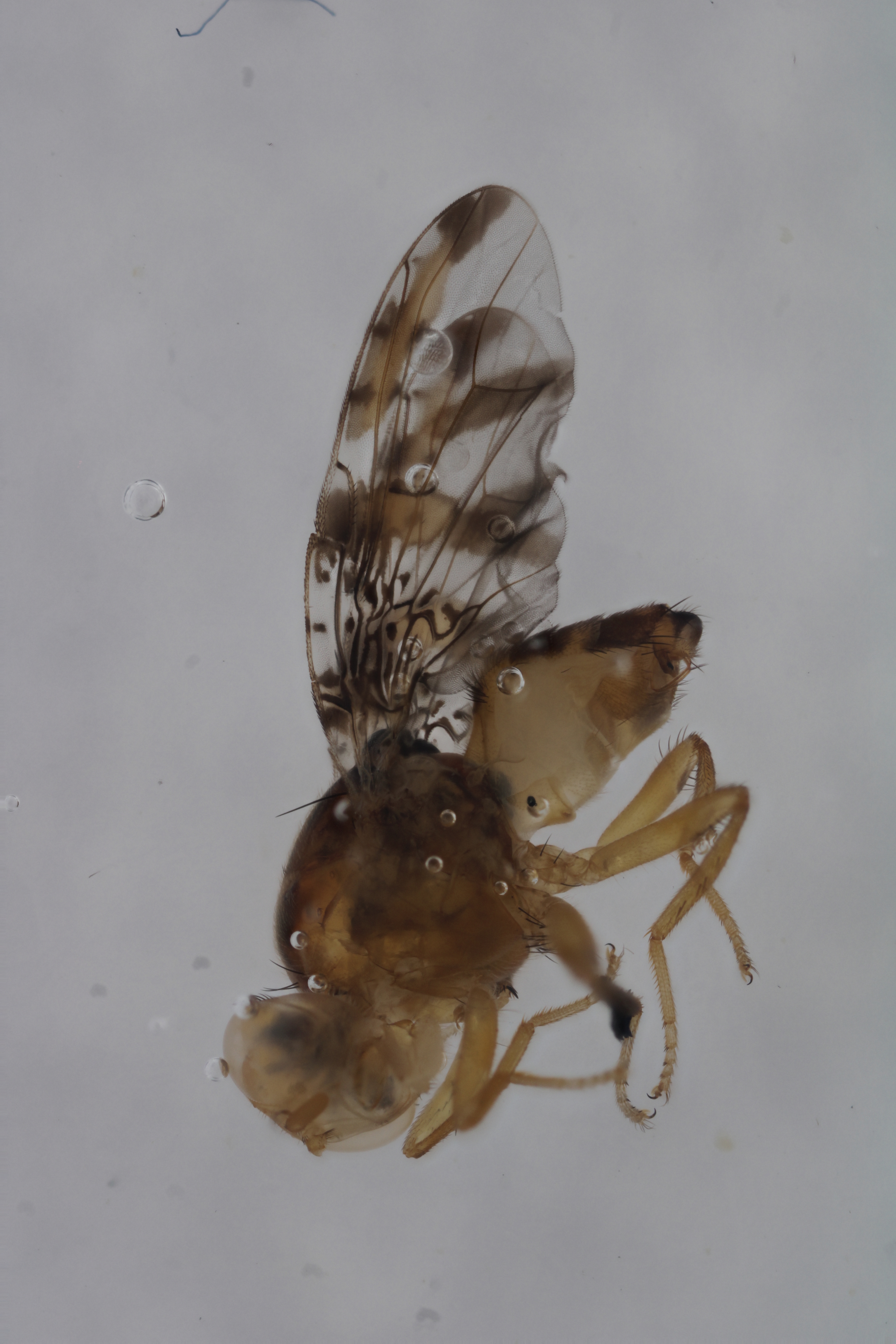 Image of a fruit fly