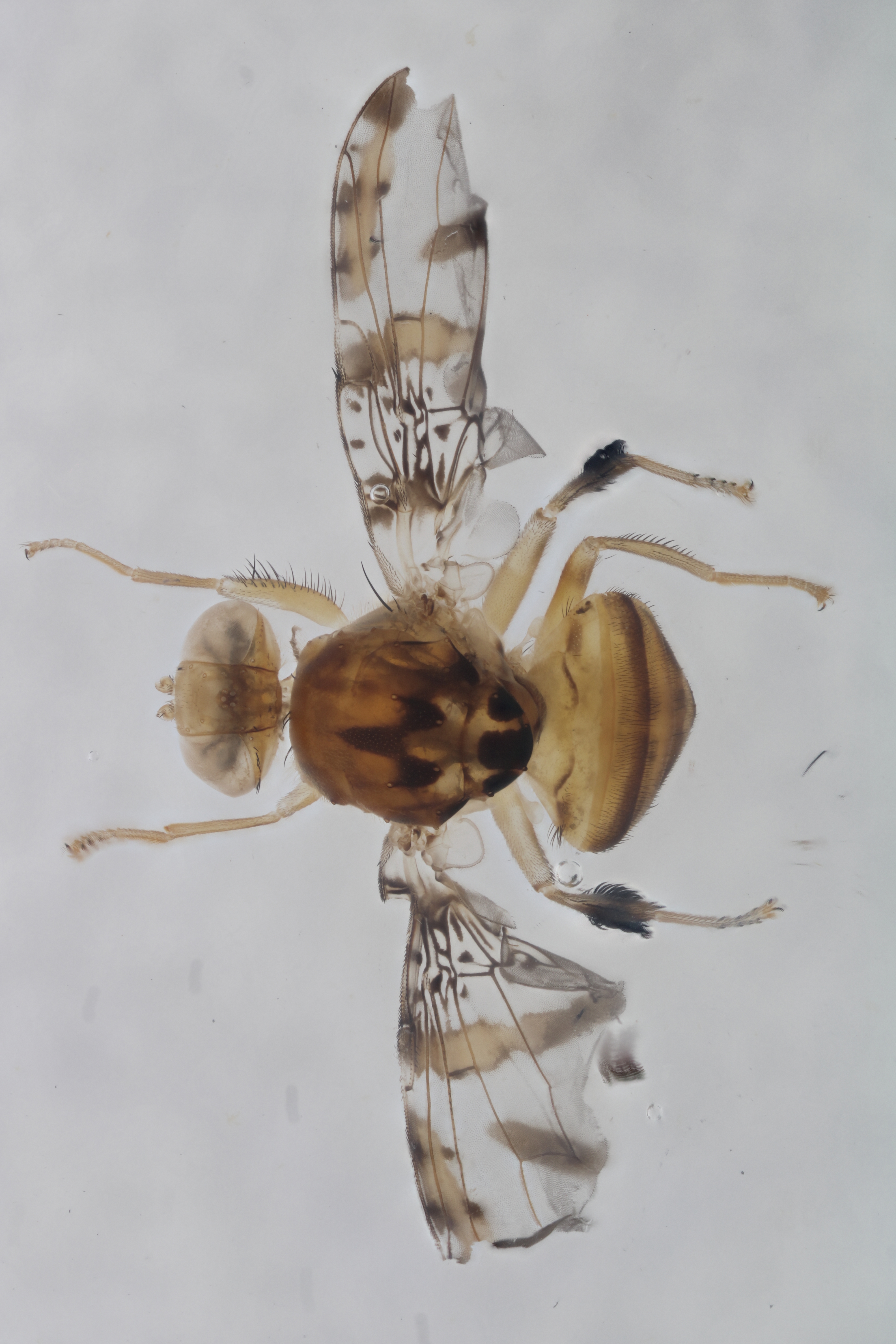 Image of a fruit fly