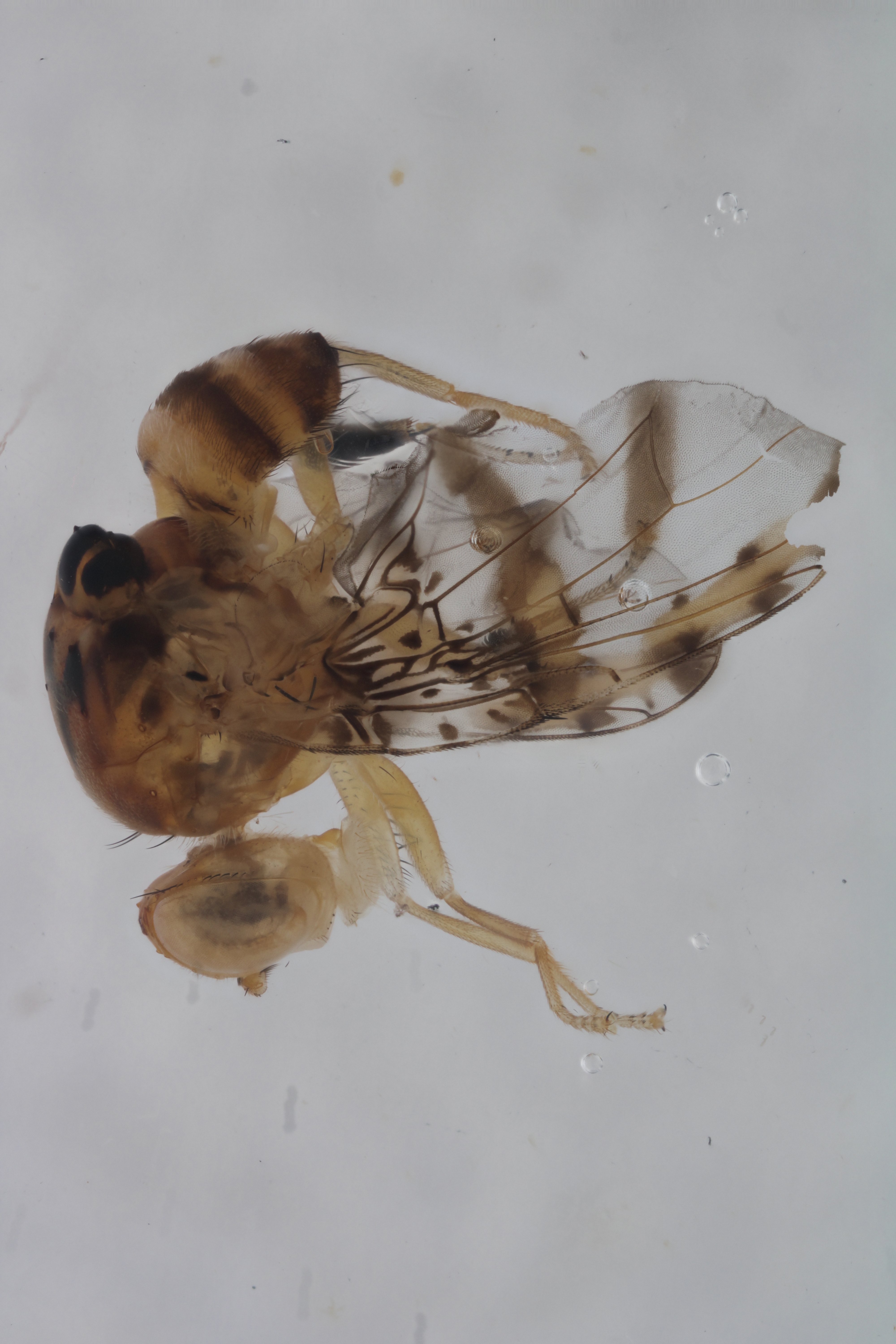 Image of a fruit fly