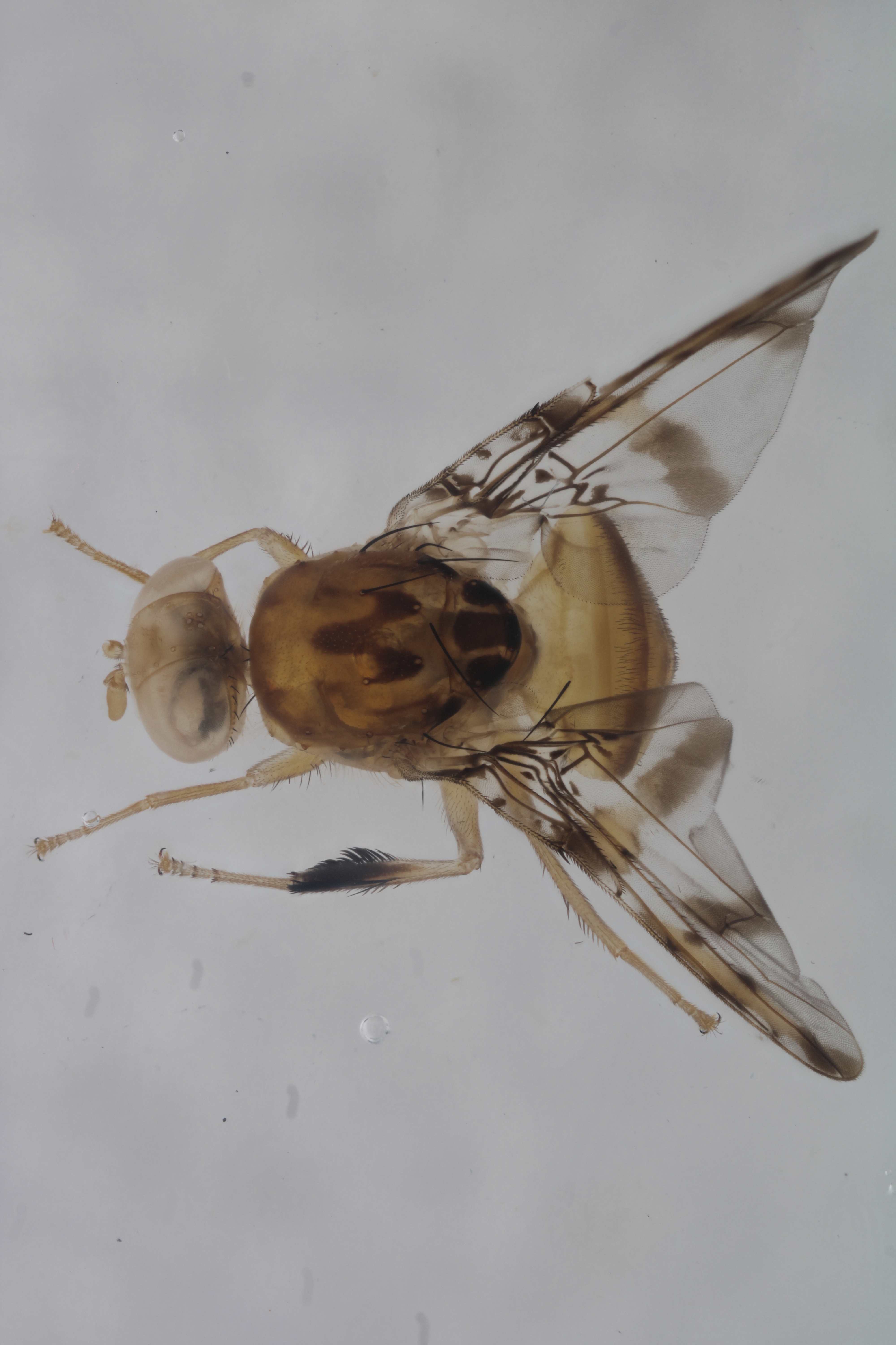 Image of a fruit fly