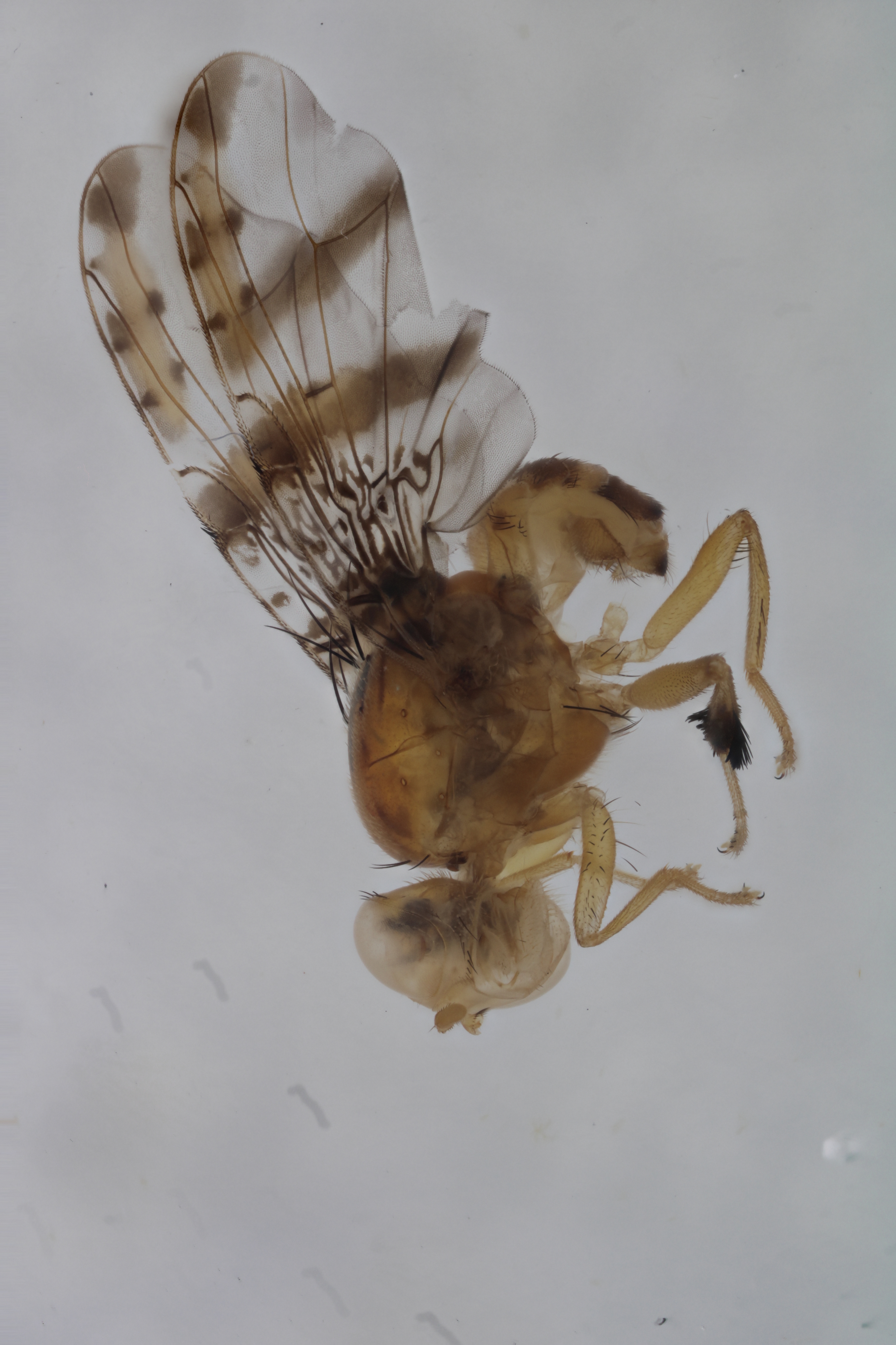 Image of a fruit fly