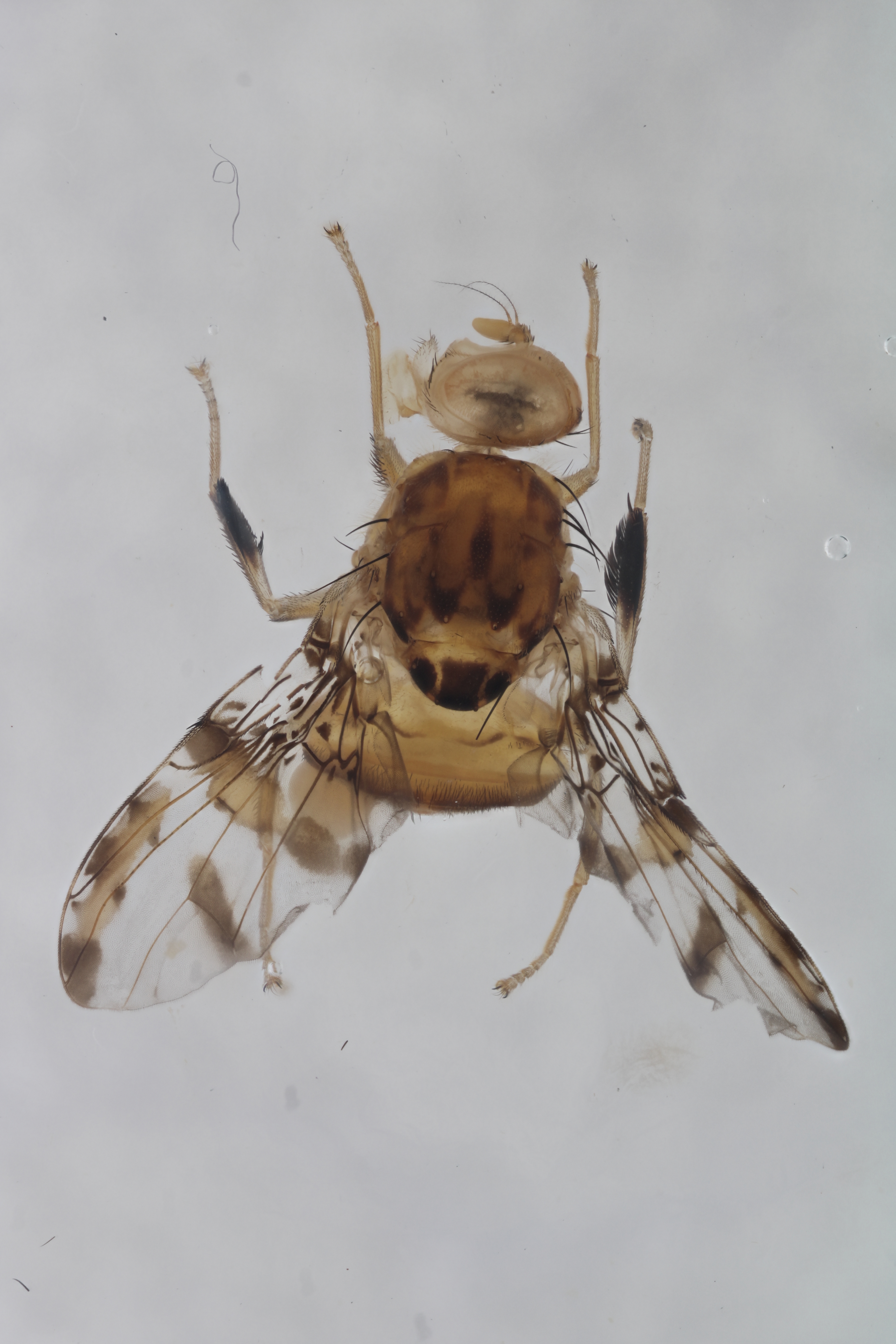 Image of a fruit fly