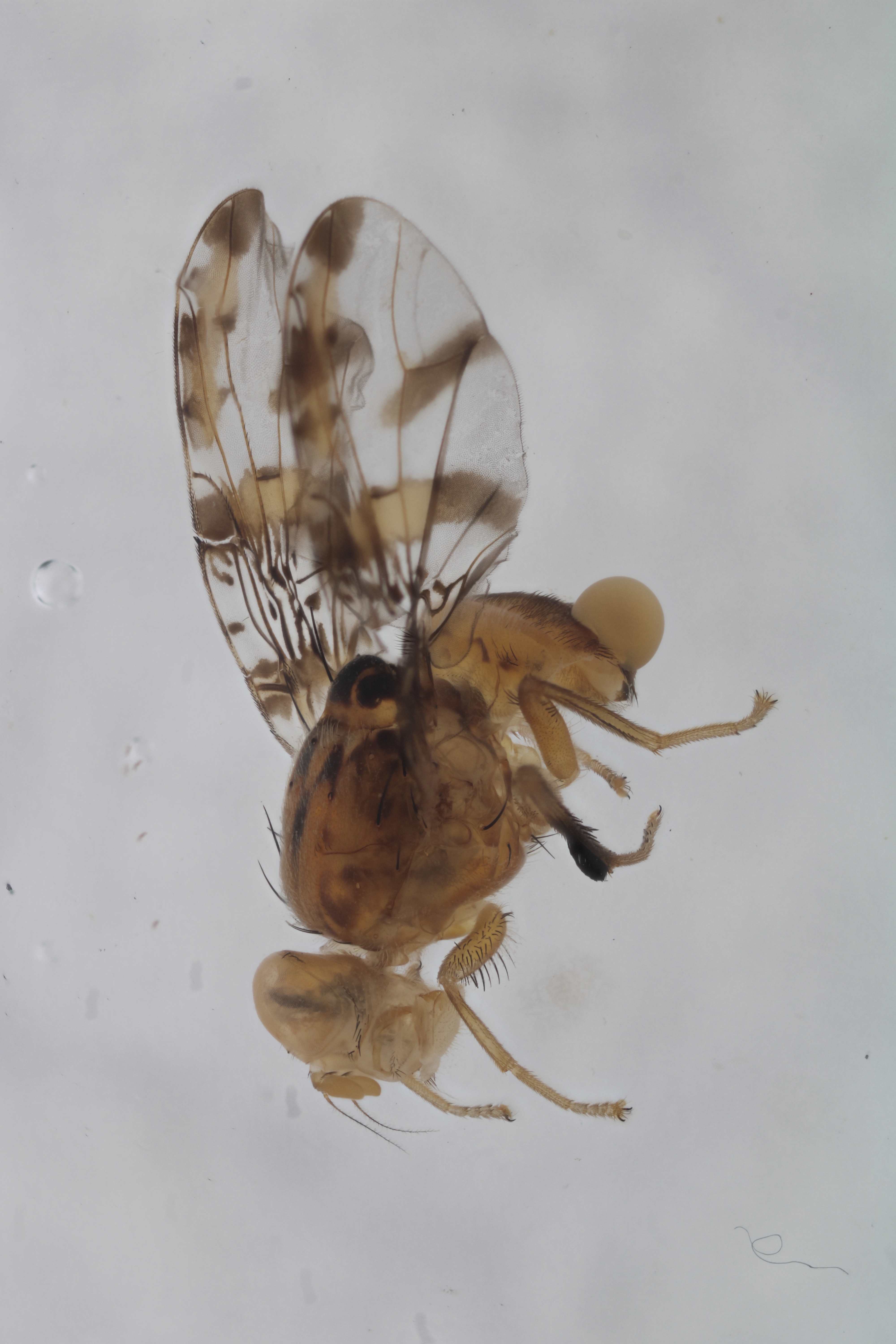 Image of a fruit fly