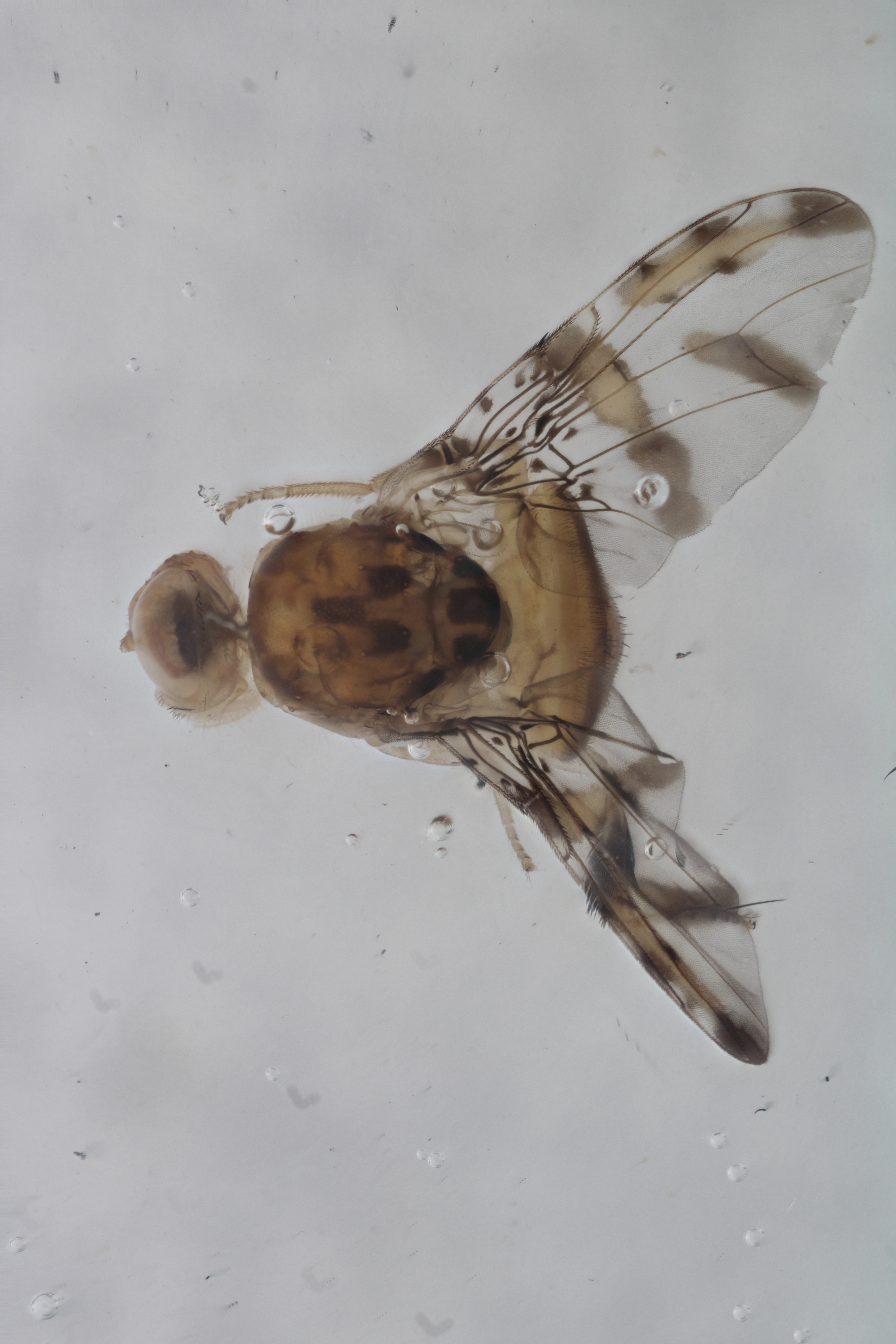 Image of a fruit fly