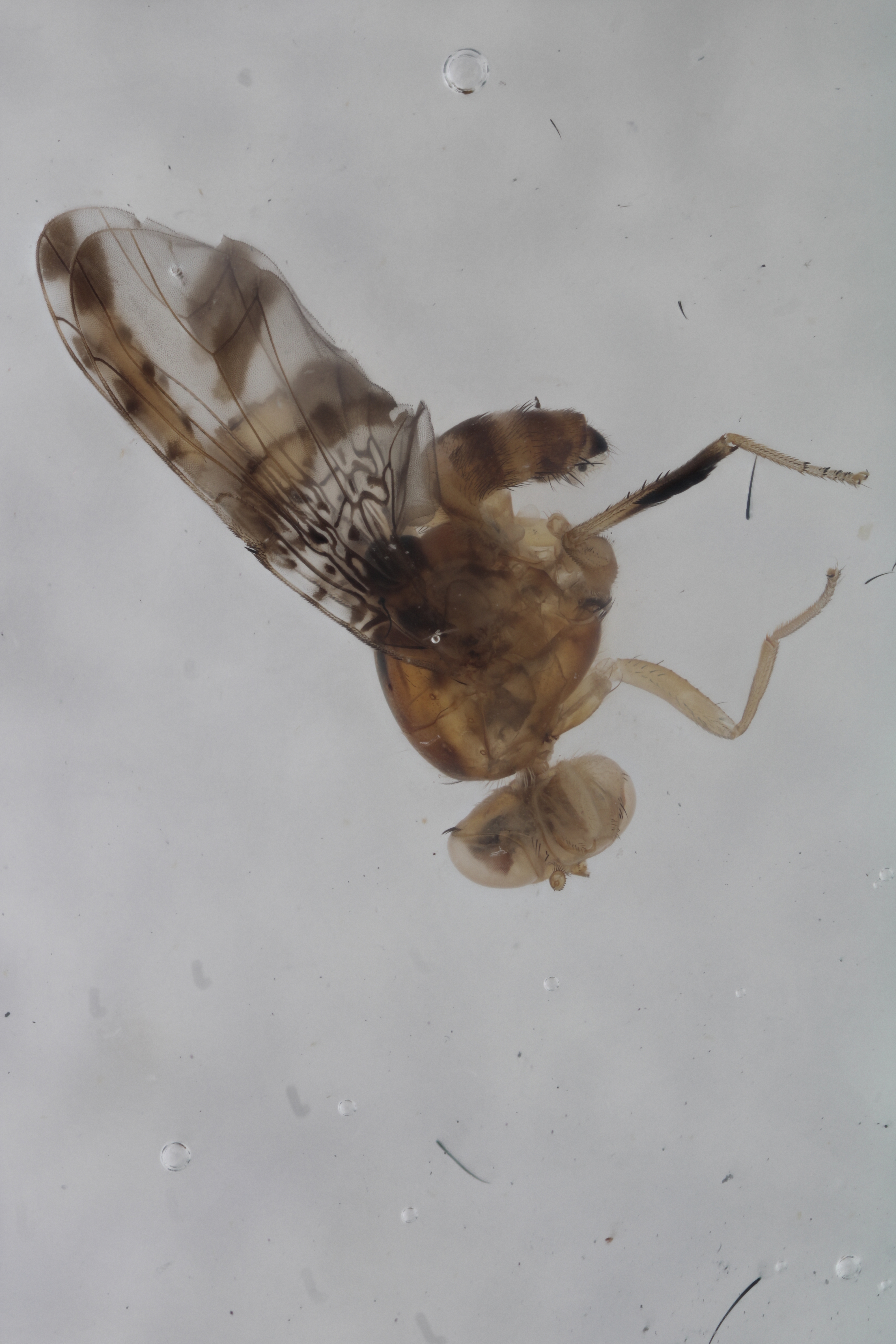 Image of a fruit fly