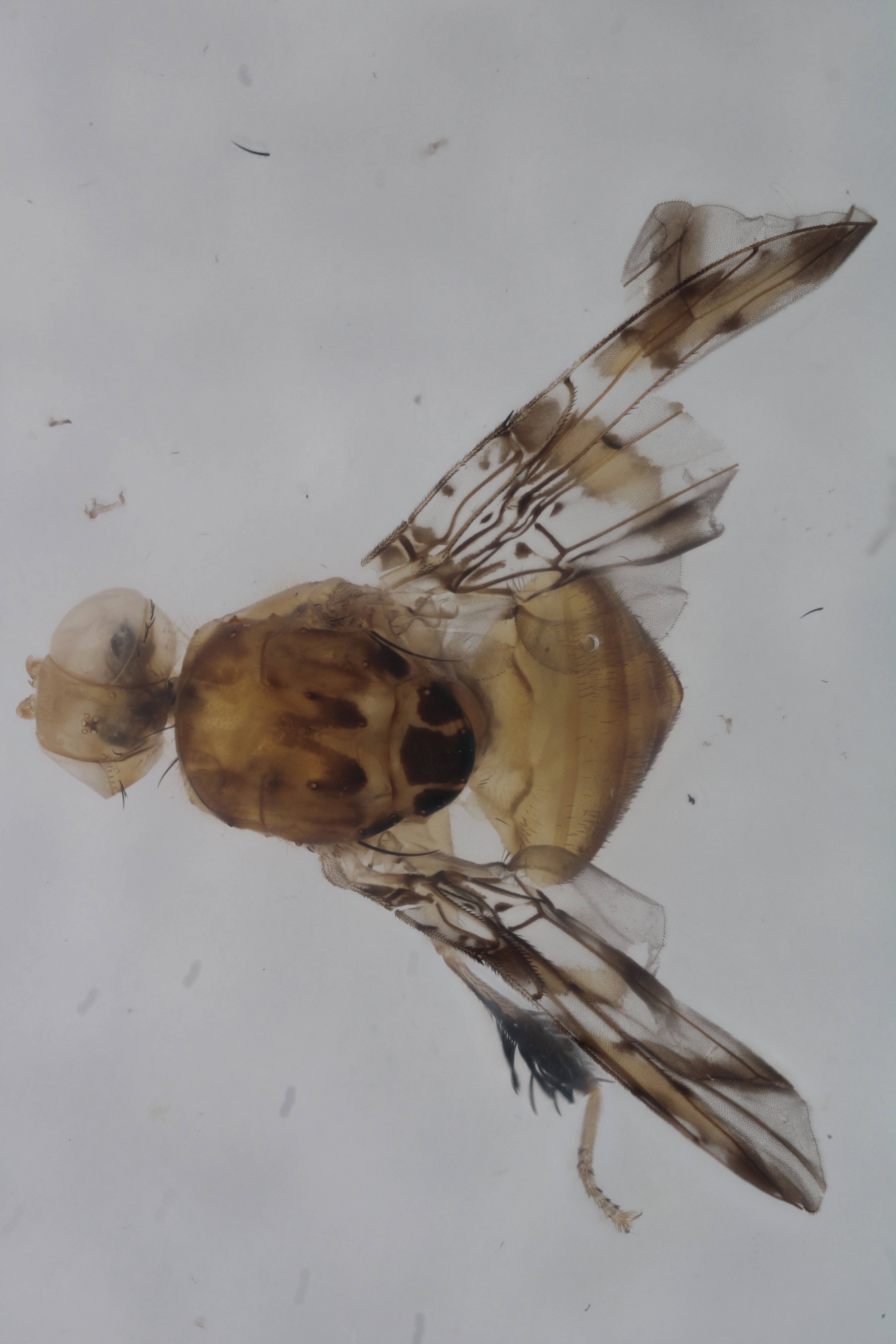 Image of a fruit fly