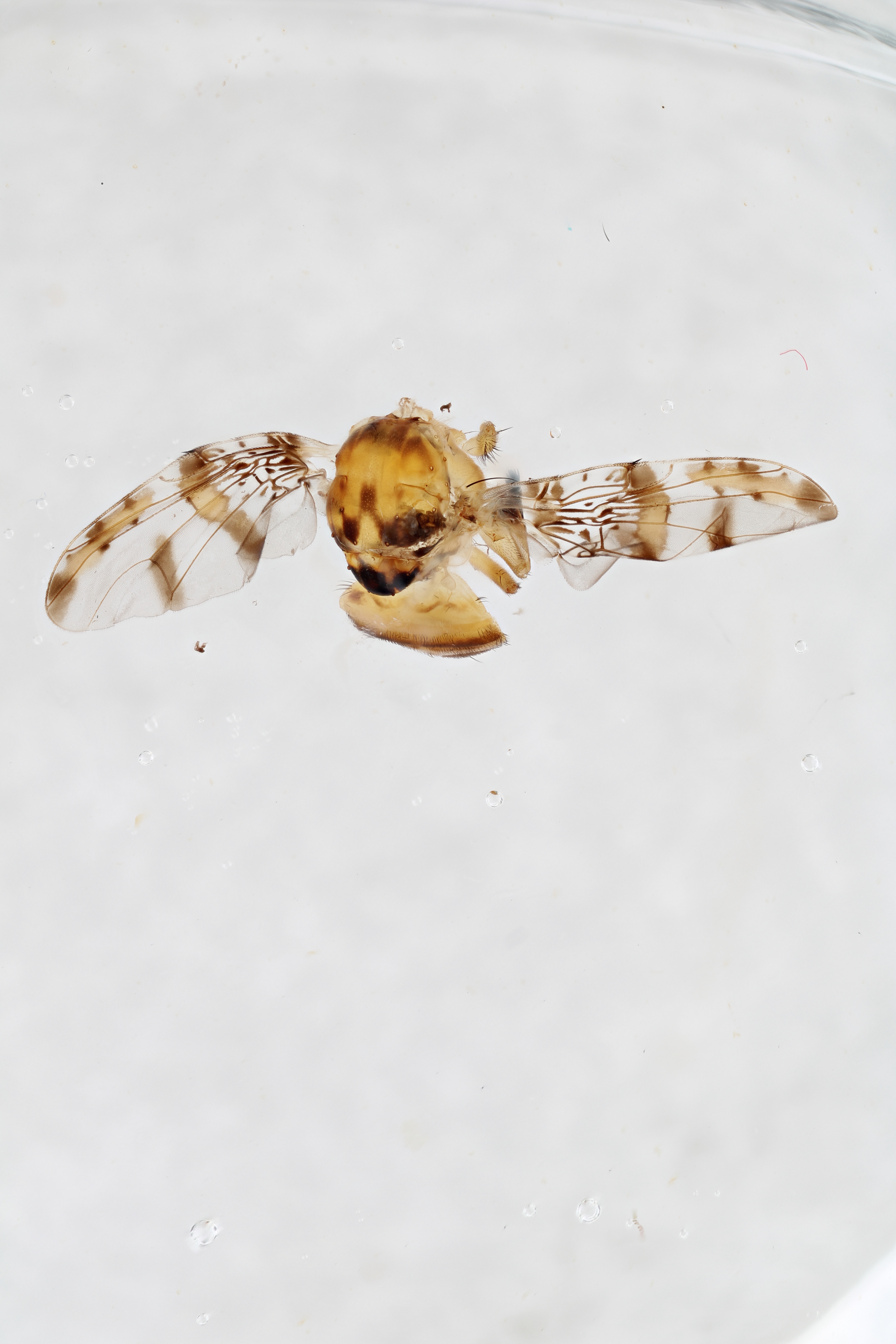 Image of a fruit fly