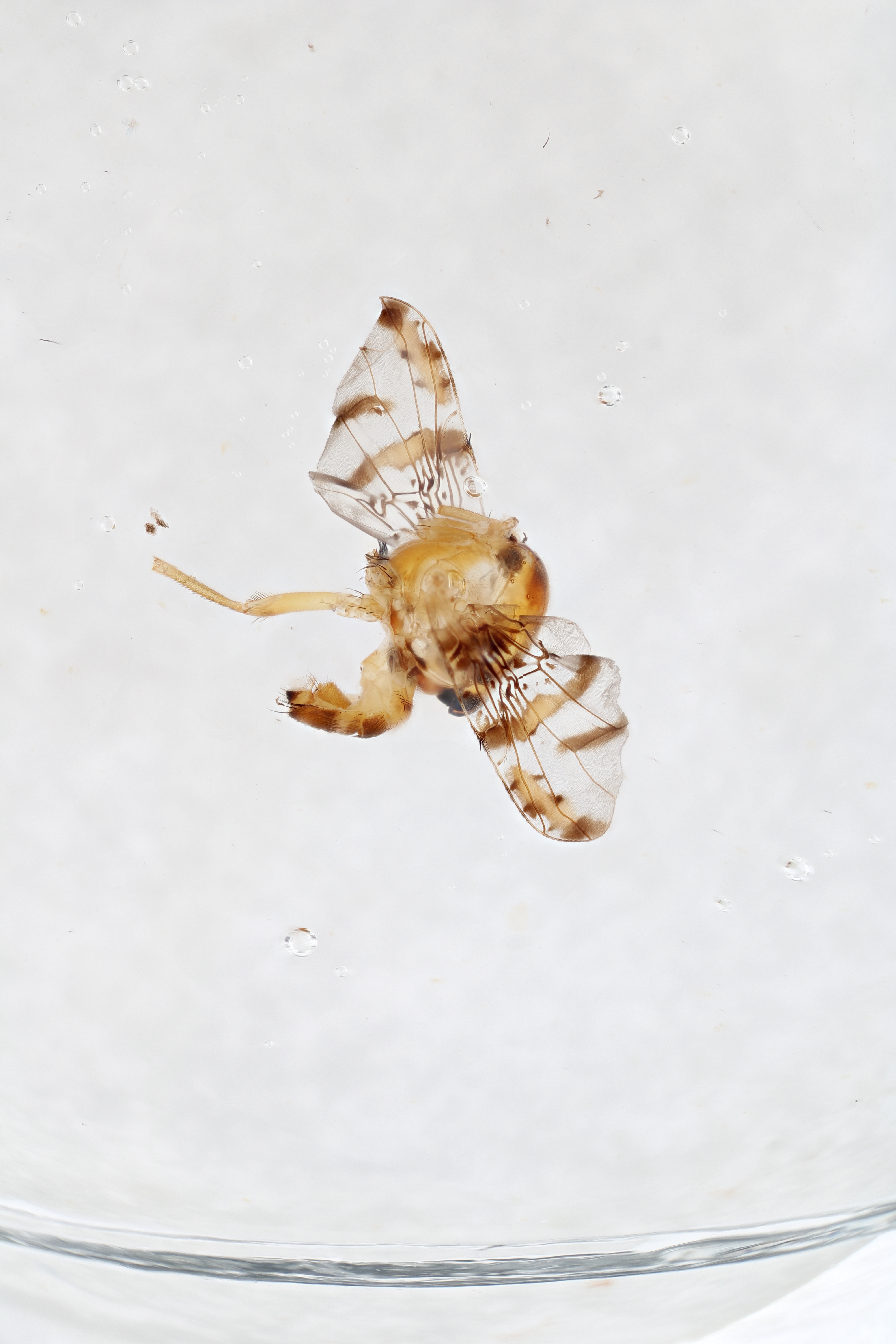 Image of a fruit fly