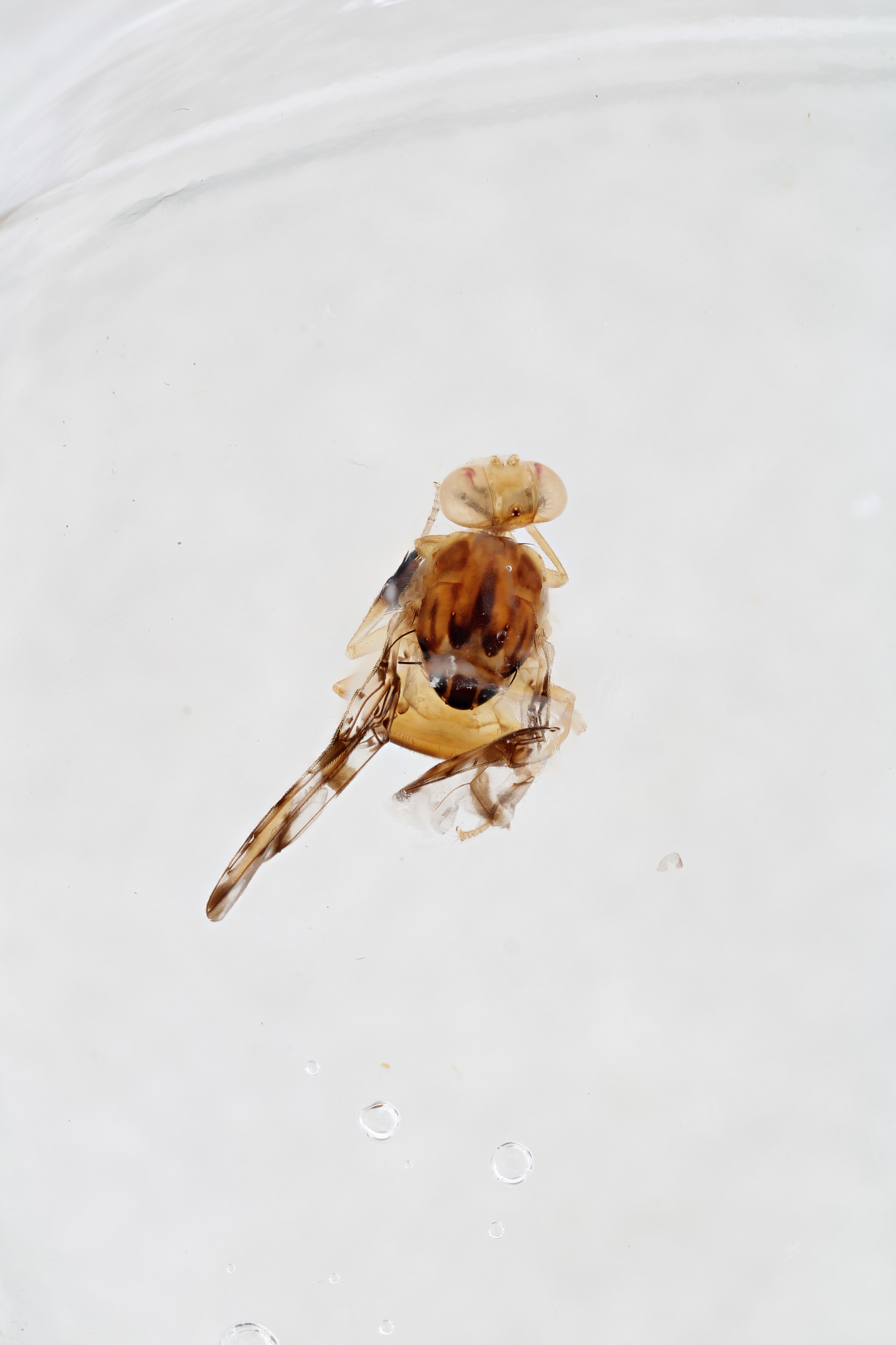 Image of a fruit fly