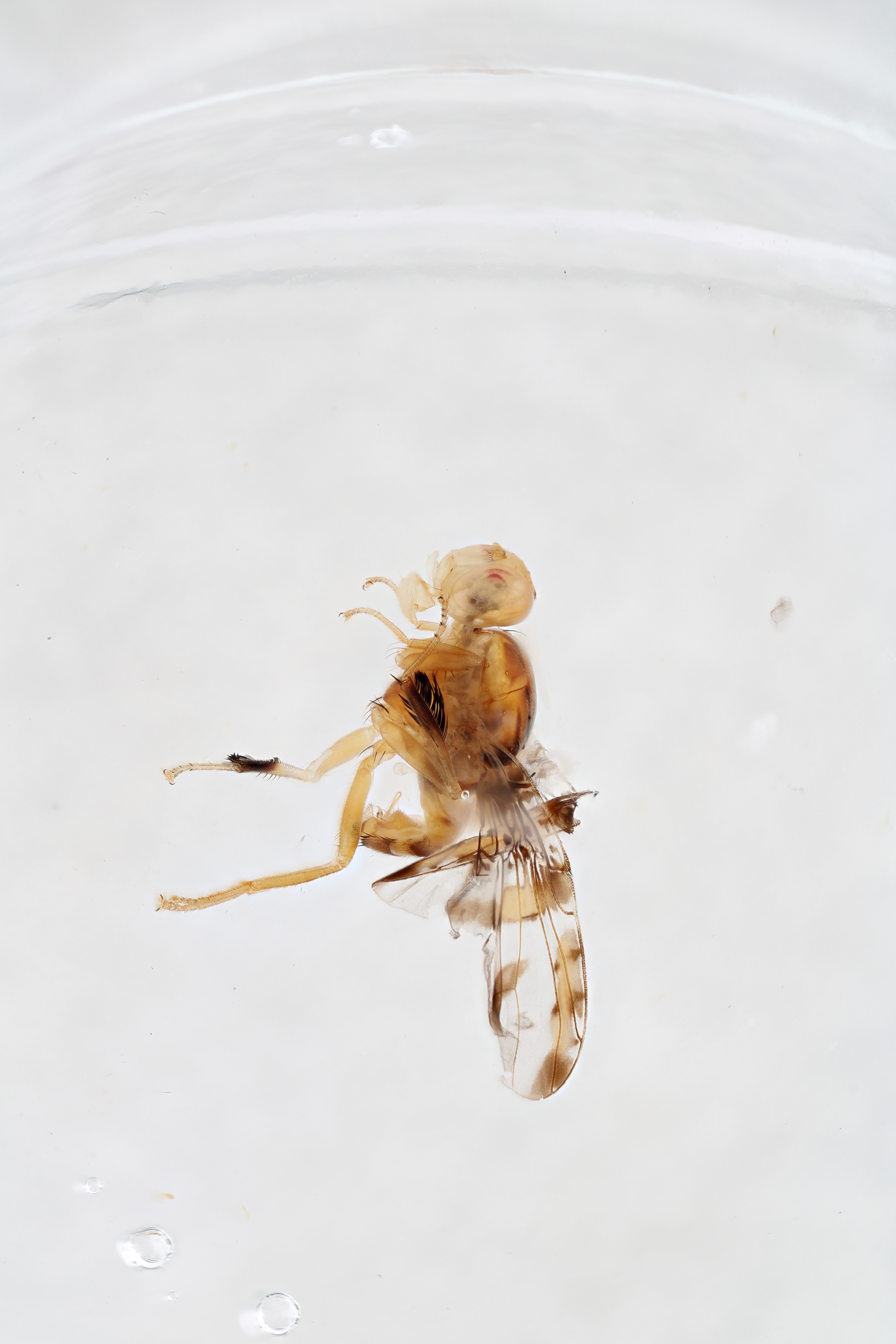 Image of a fruit fly