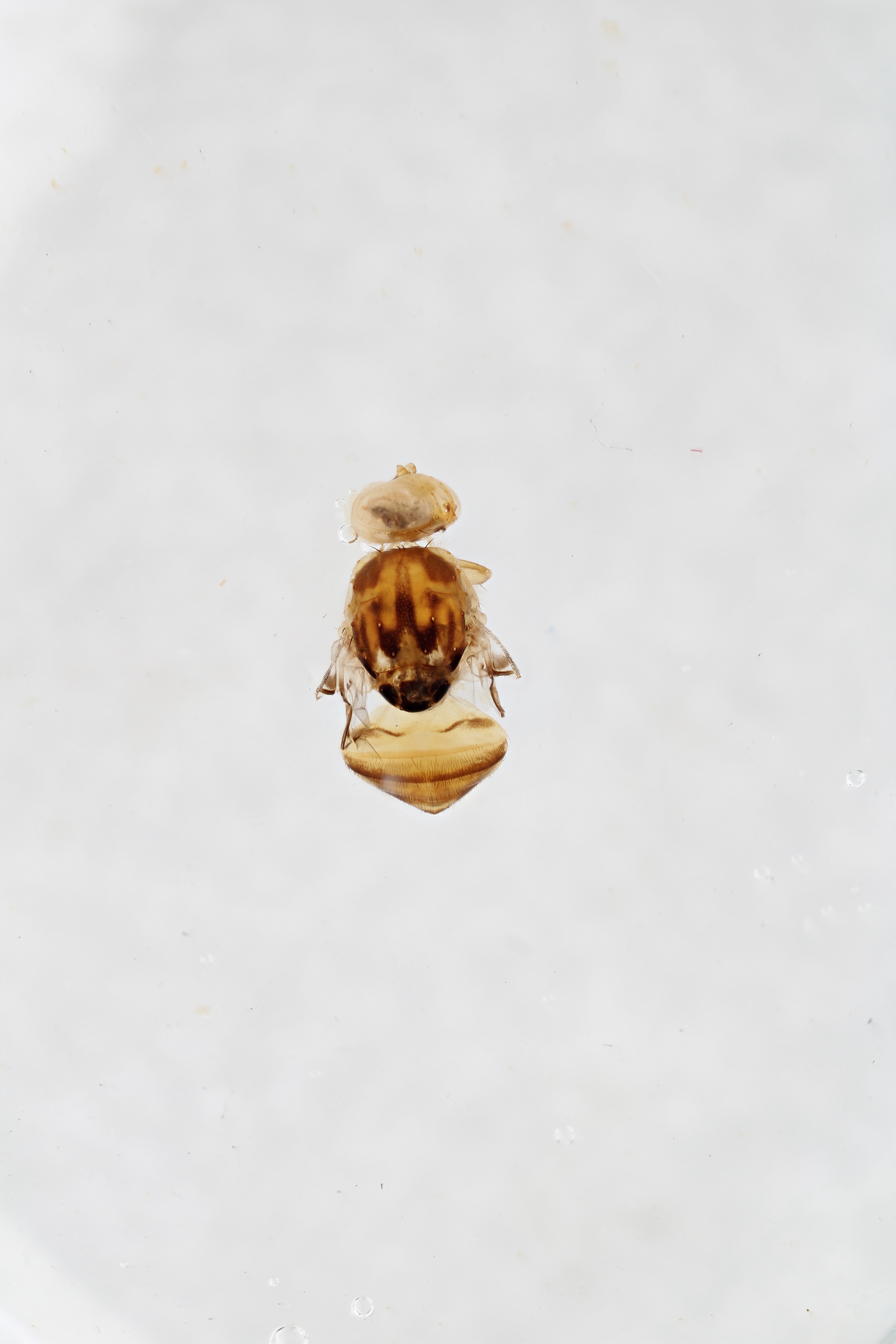 Image of a fruit fly