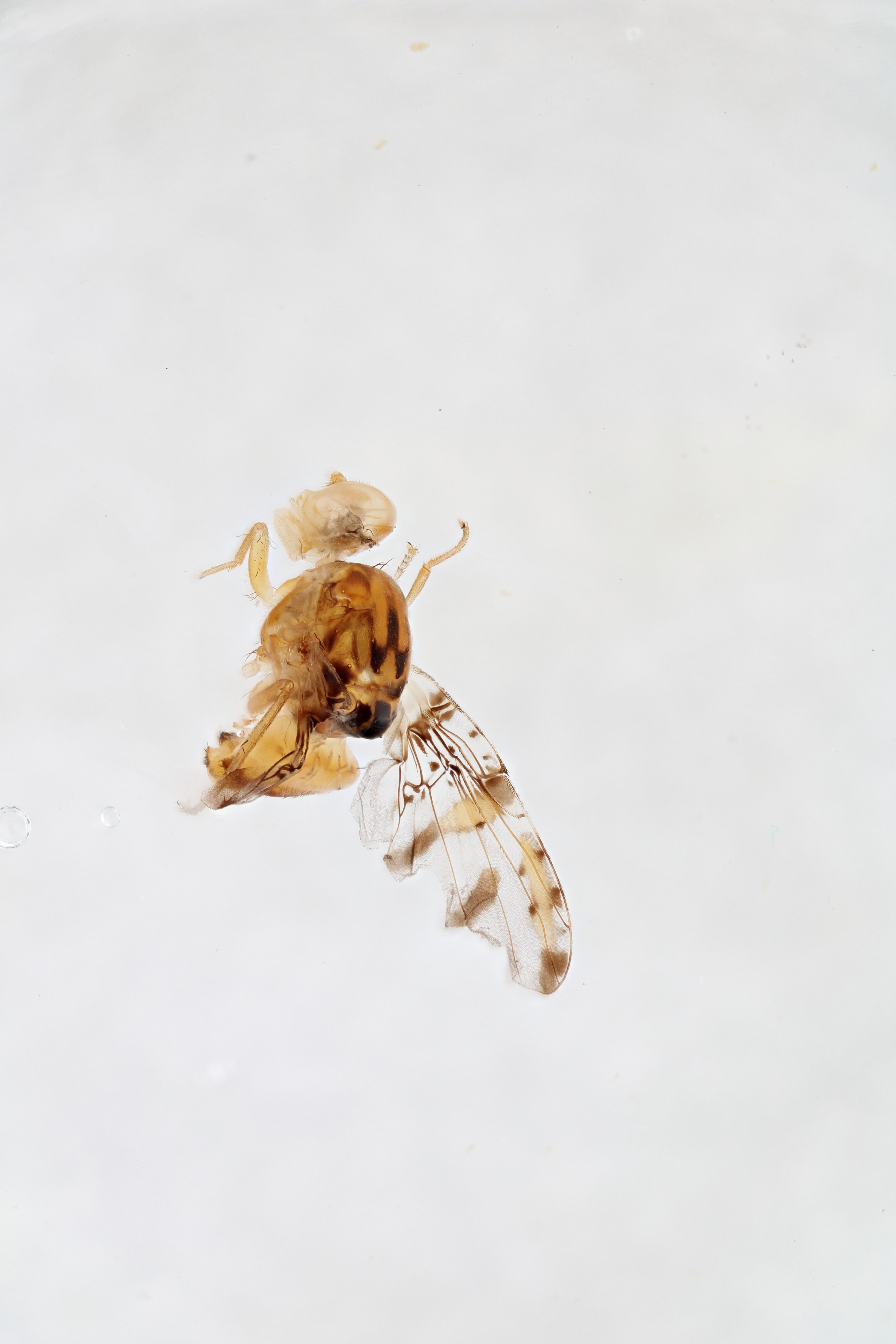 Image of a fruit fly