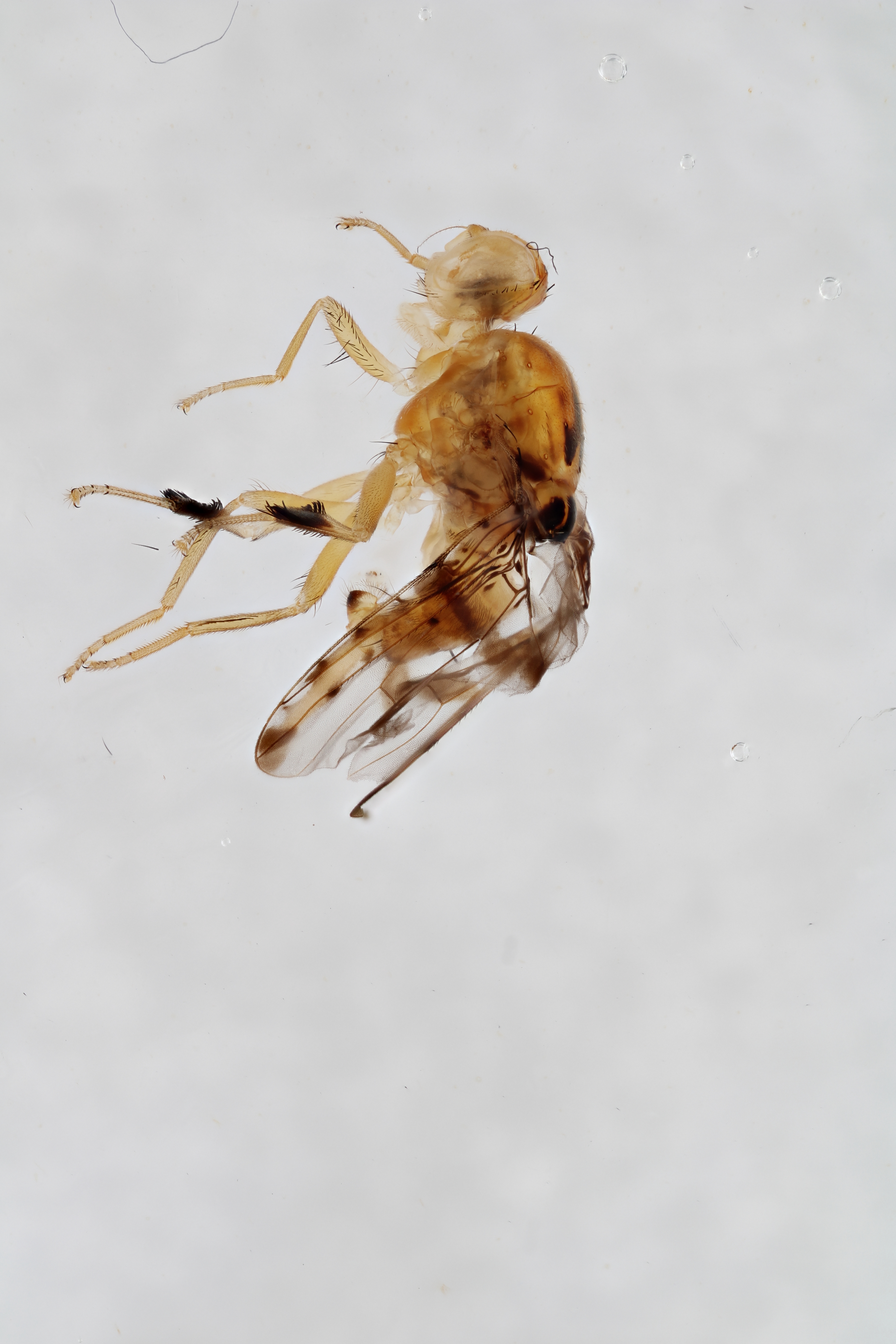 Image of a fruit fly