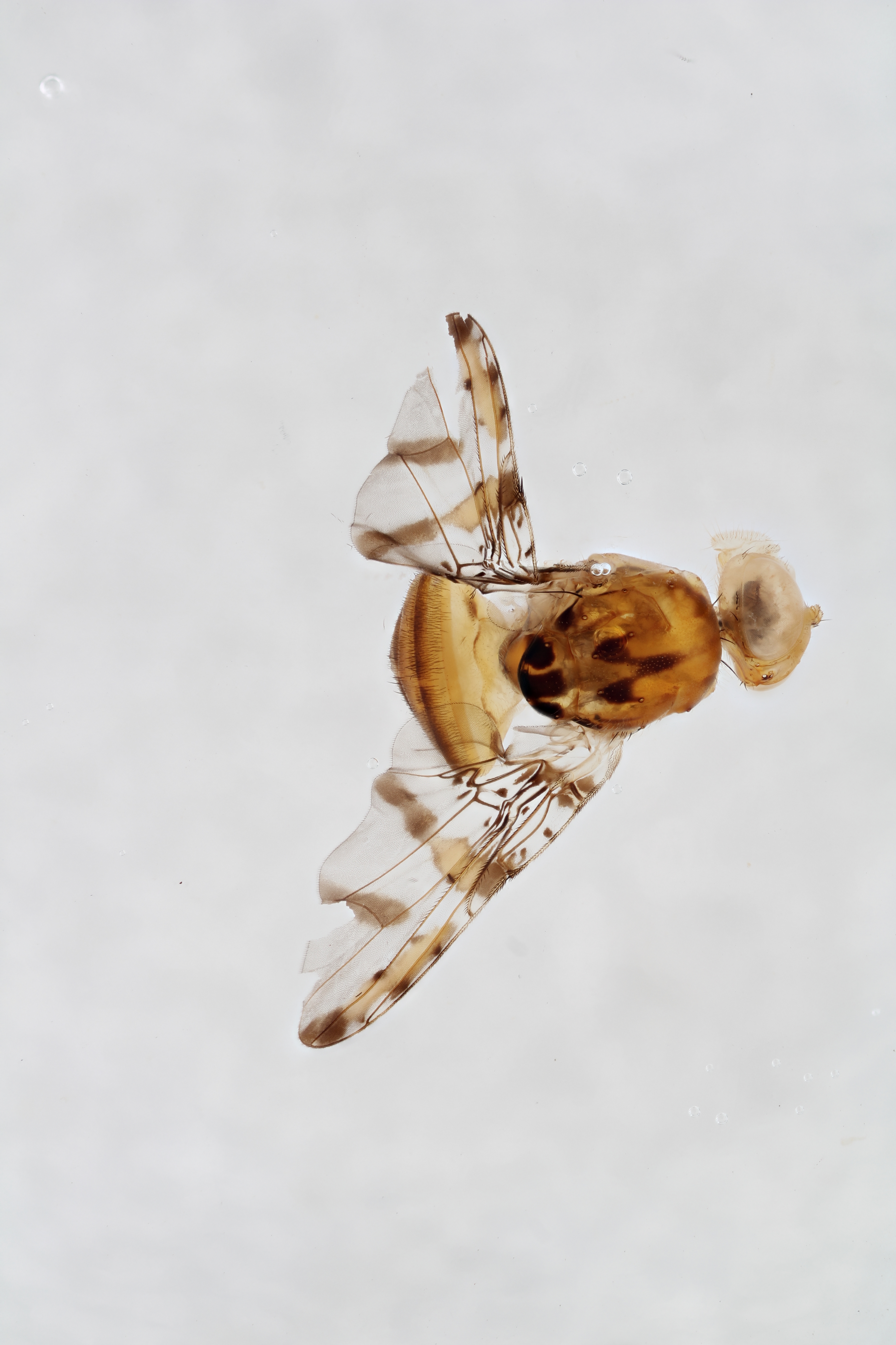 Image of a fruit fly