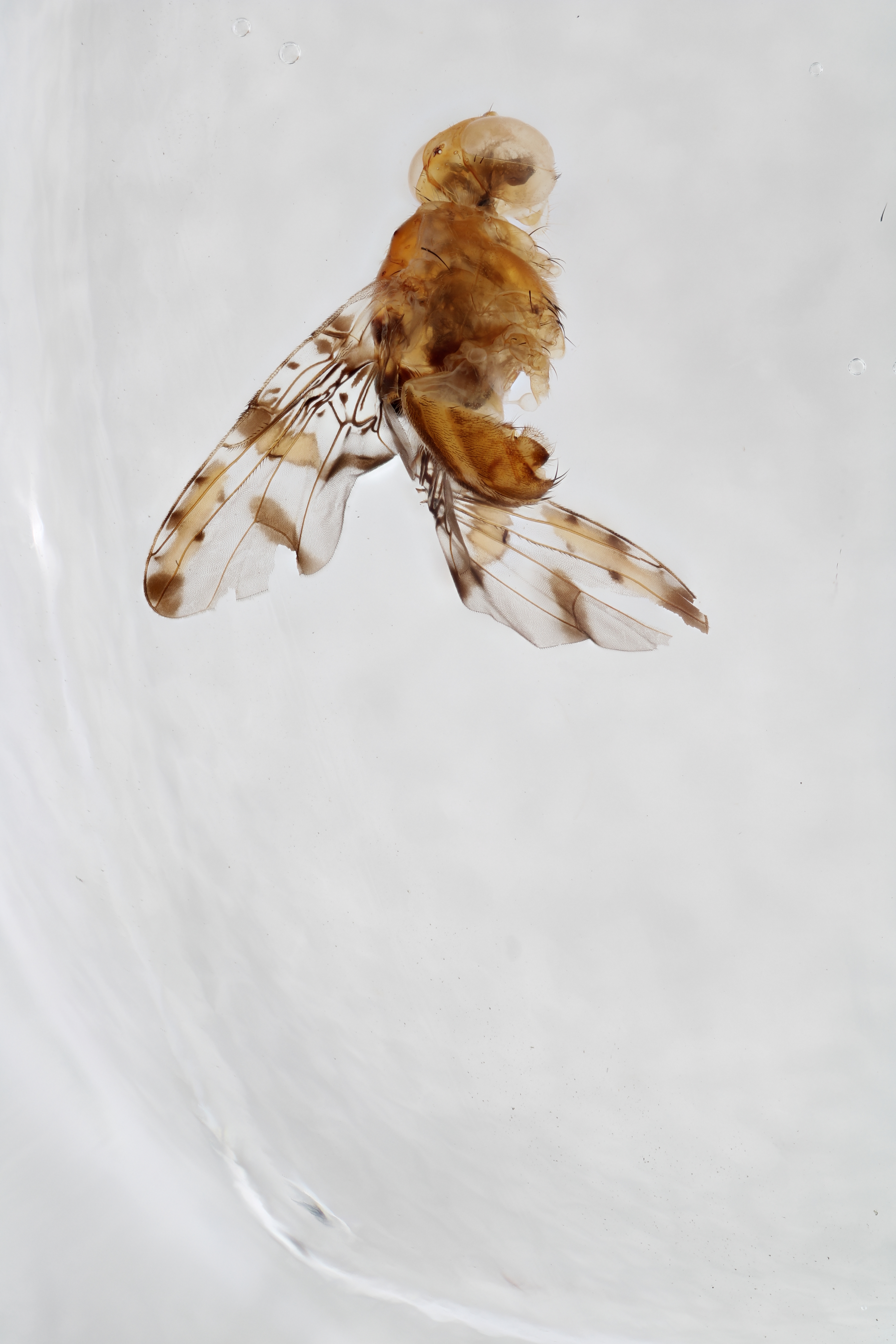 Image of a fruit fly