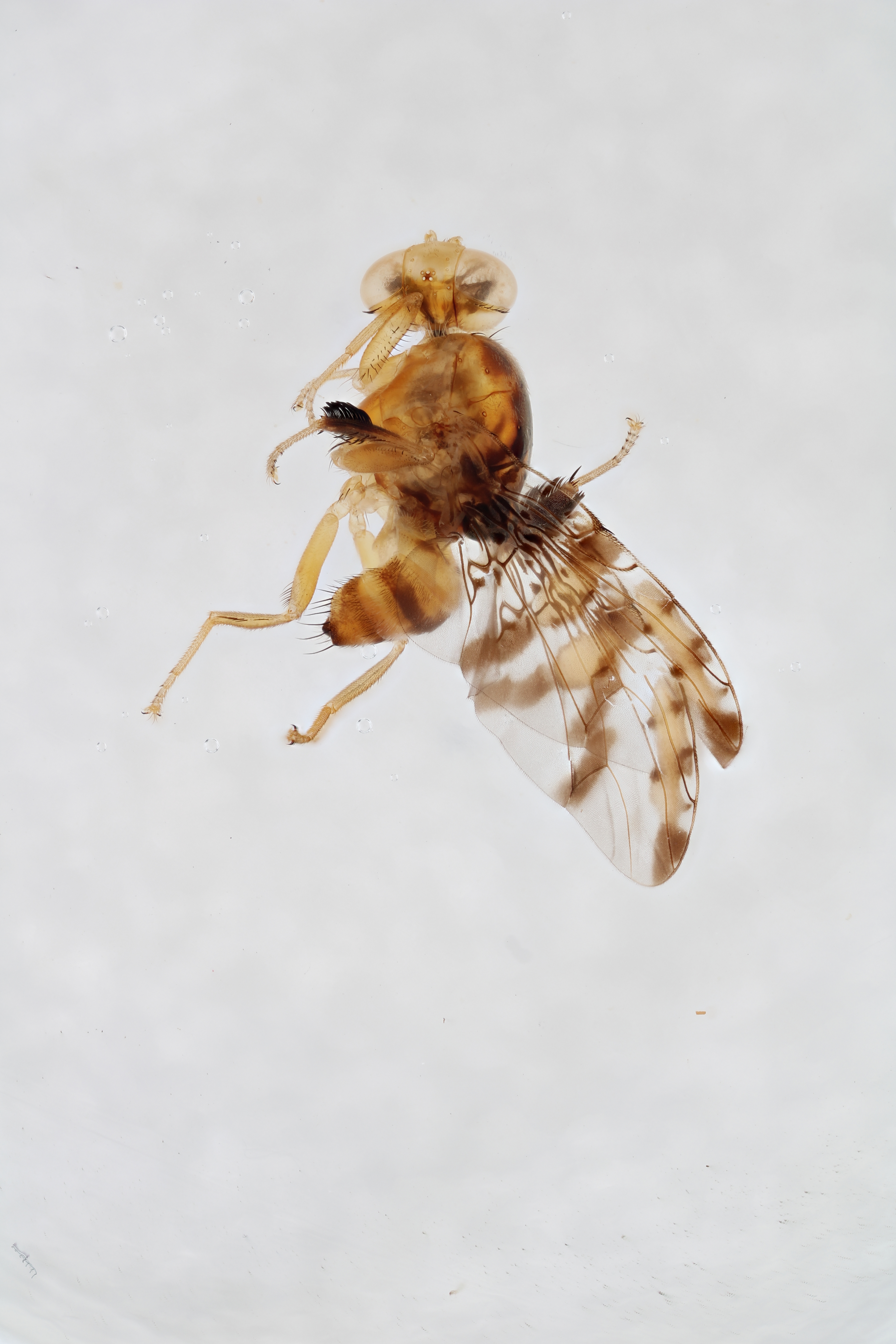 Image of a fruit fly