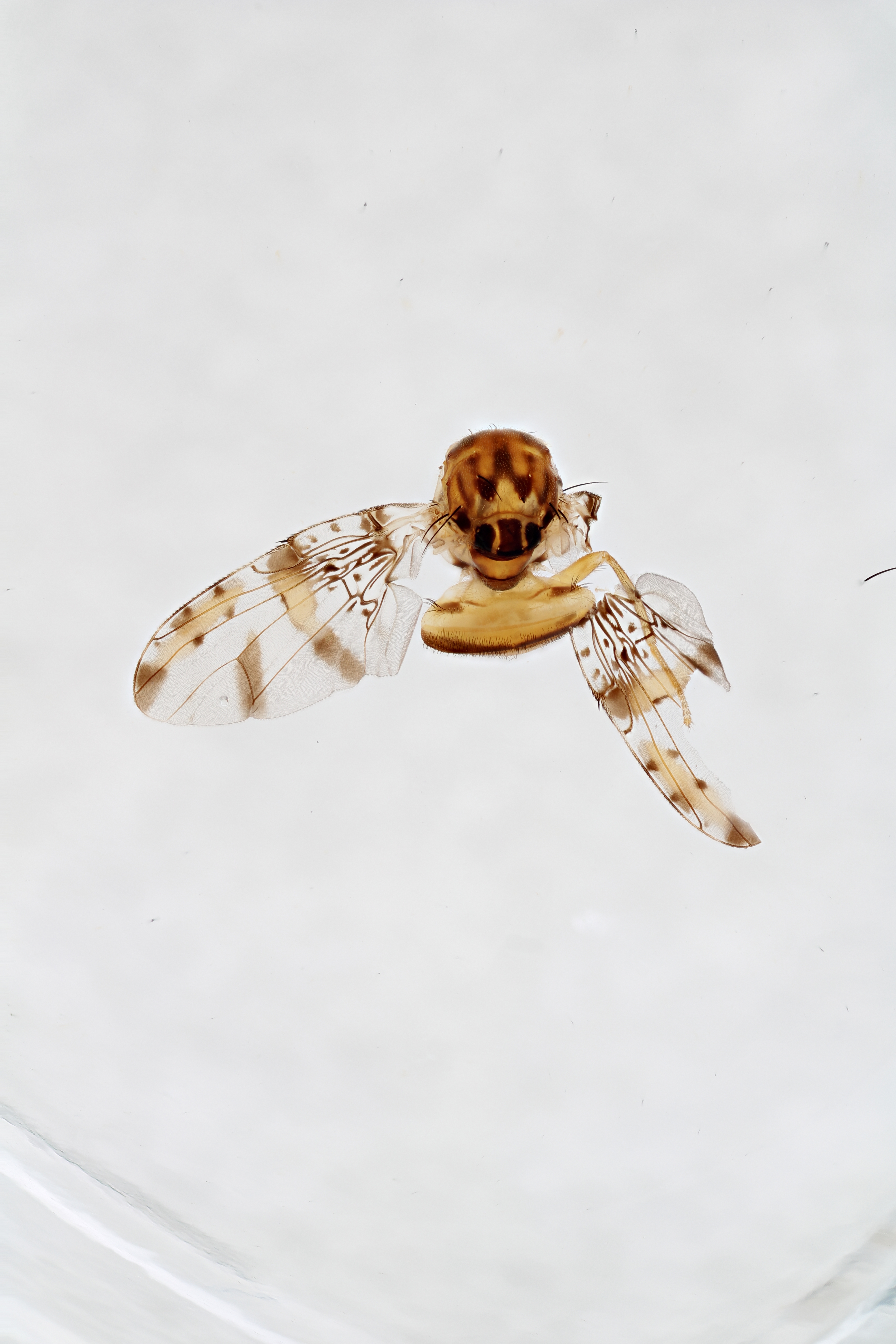 Image of a fruit fly