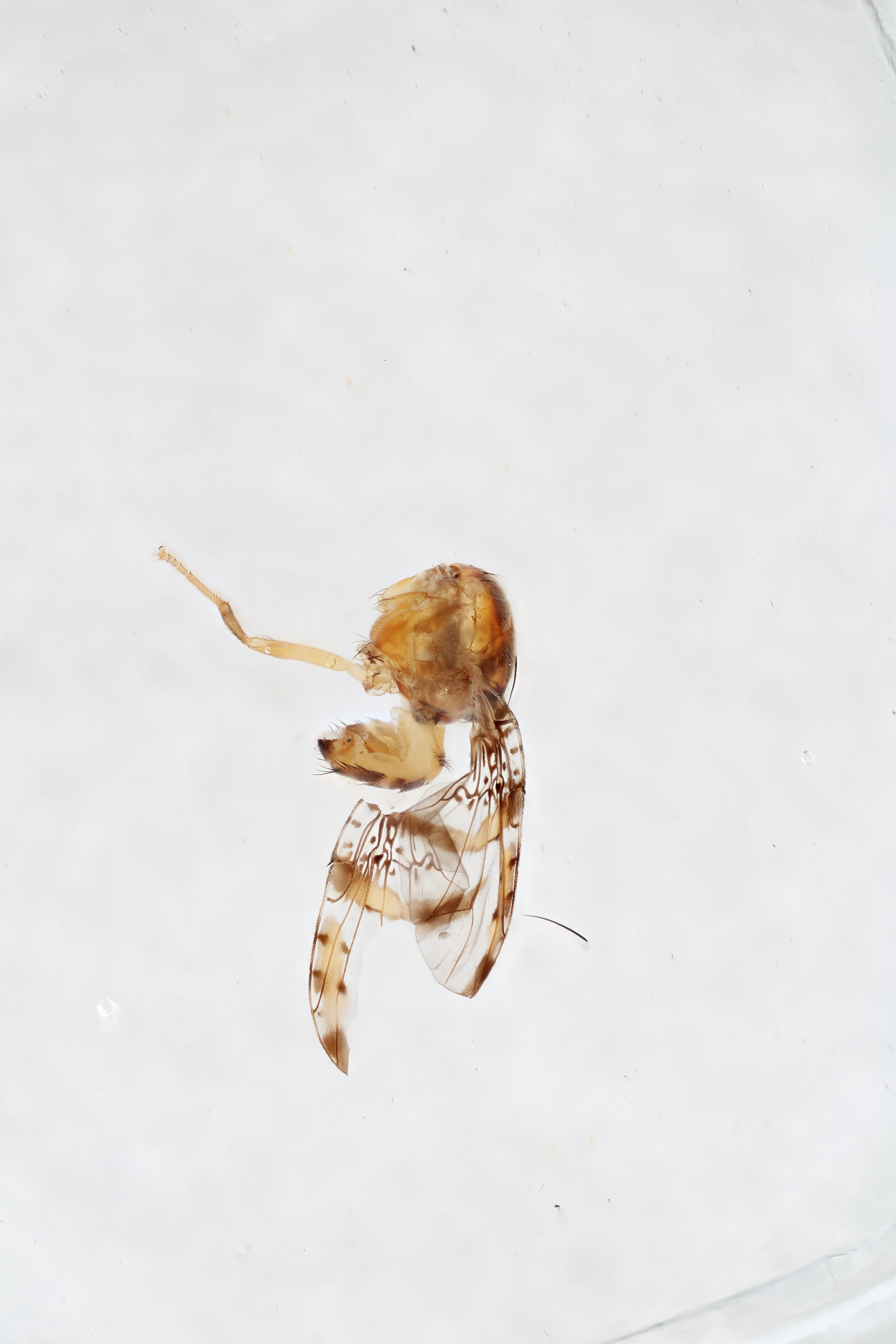 Image of a fruit fly