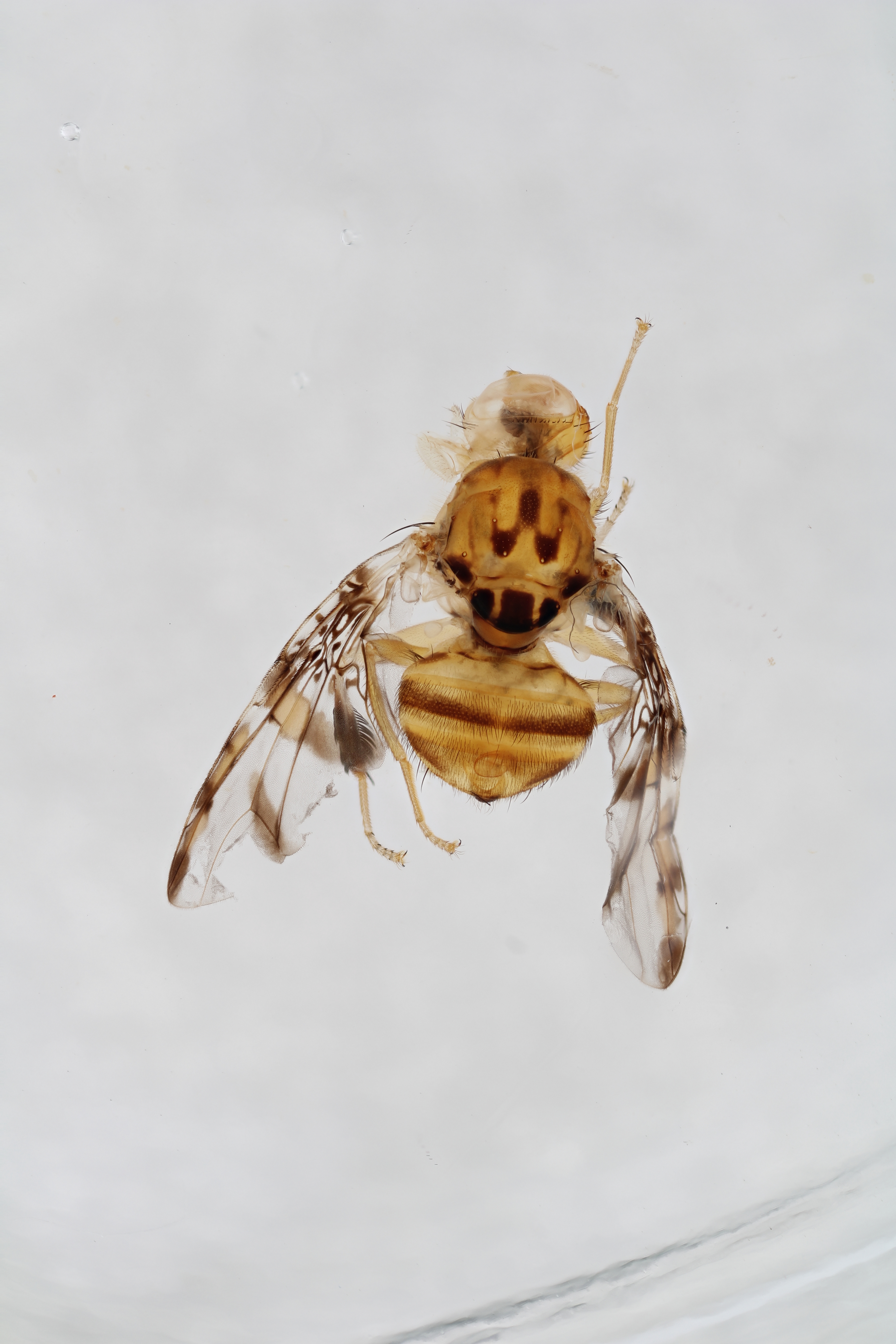 Image of a fruit fly