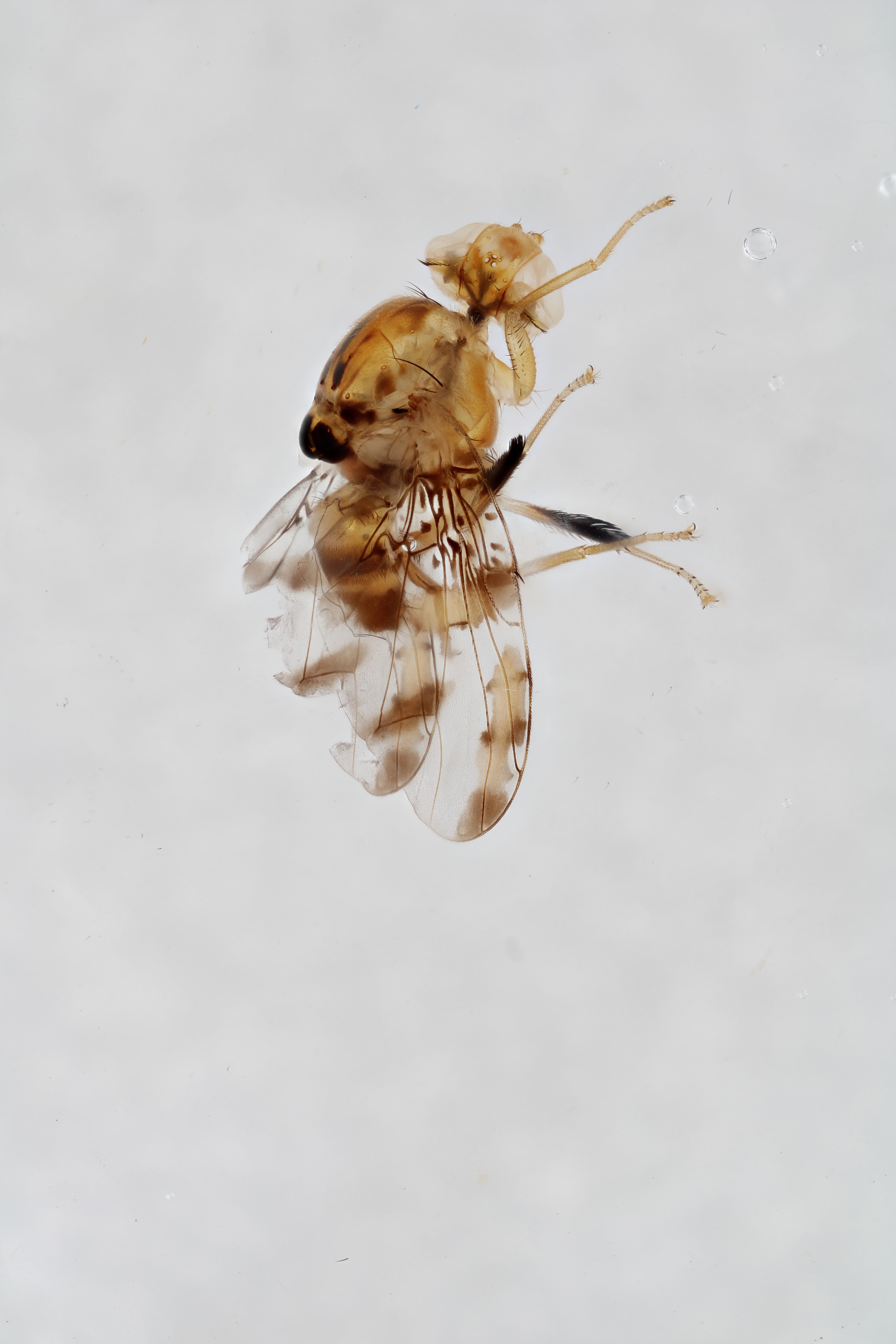 Image of a fruit fly