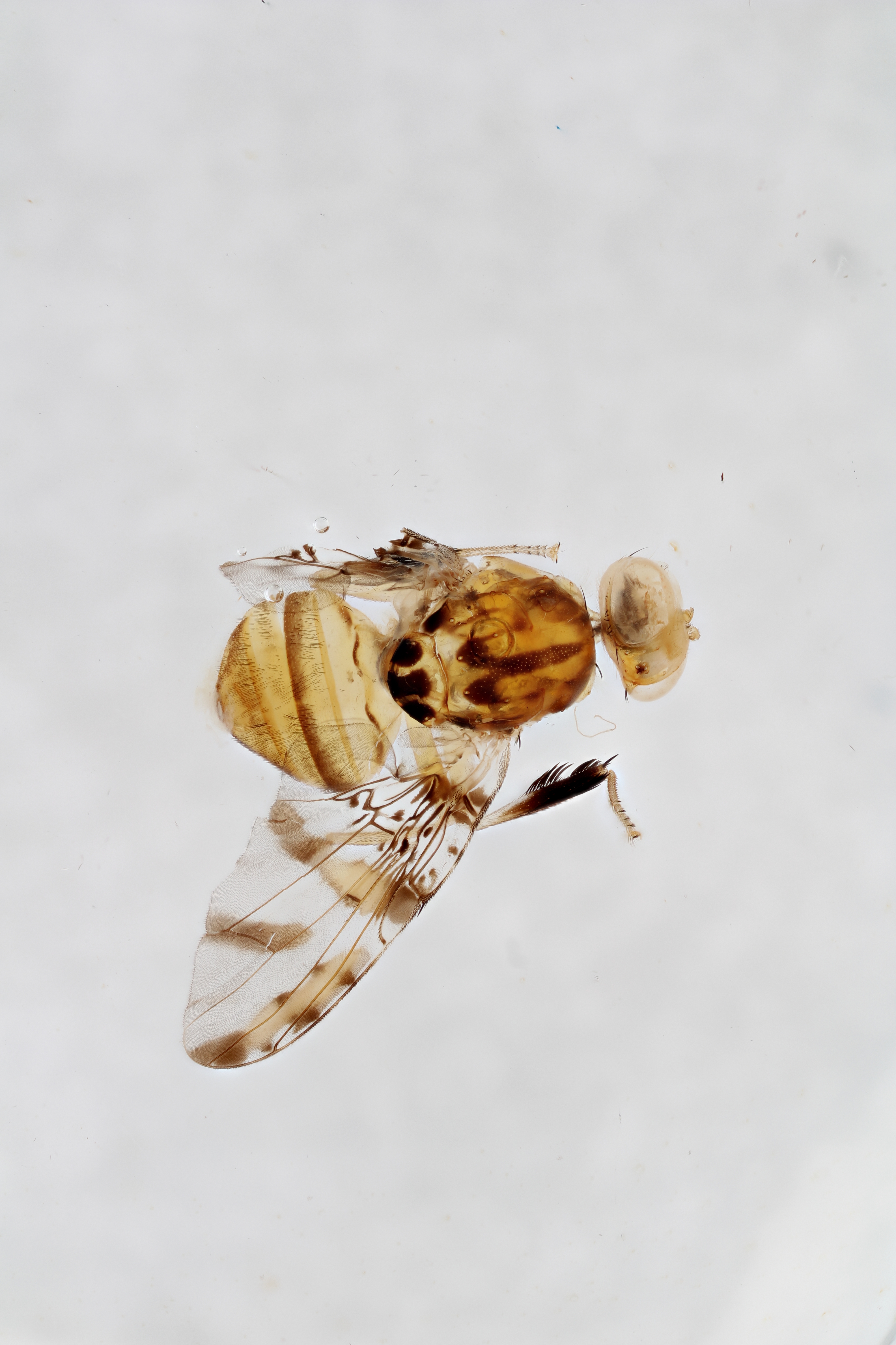 Image of a fruit fly