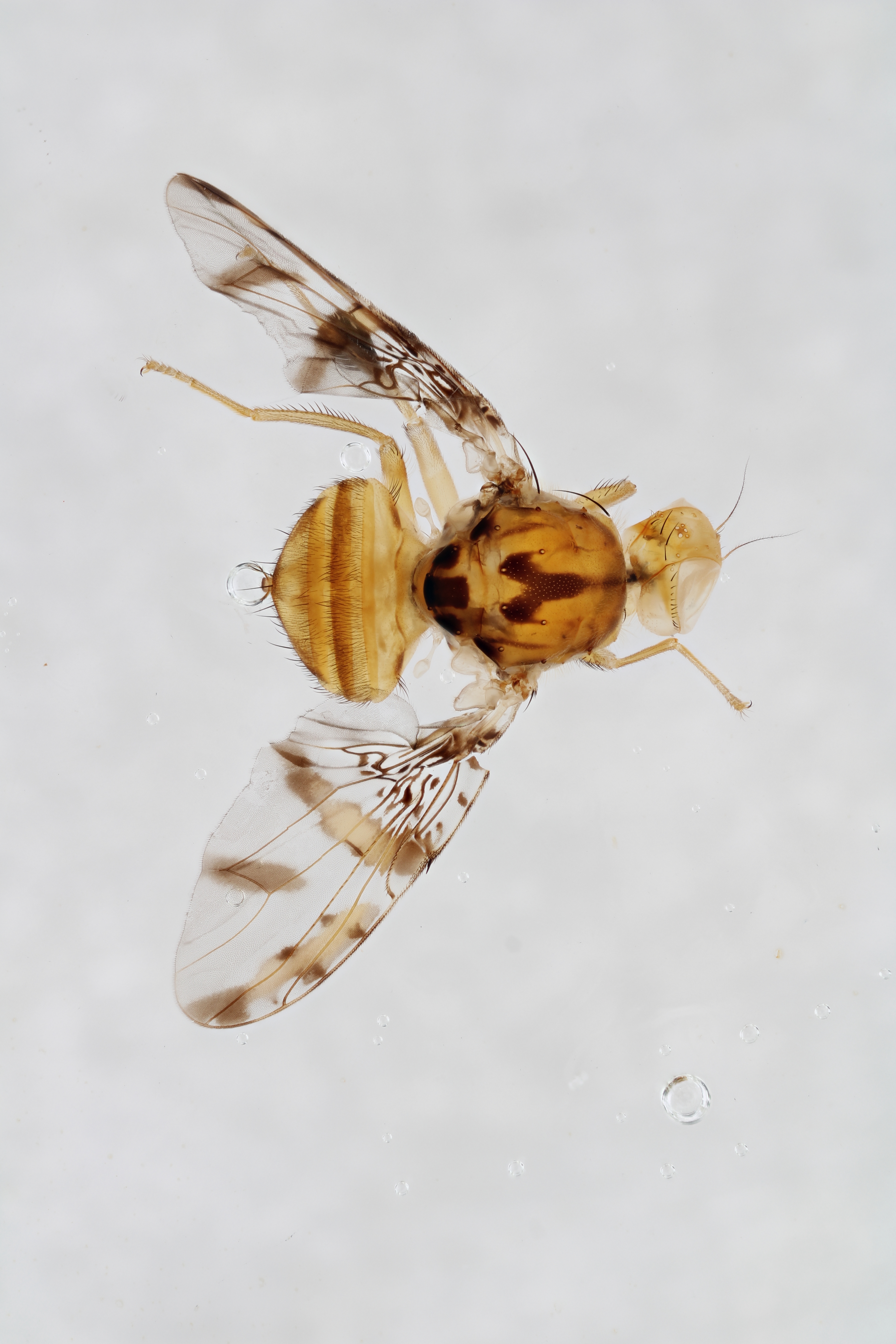 Image of a fruit fly