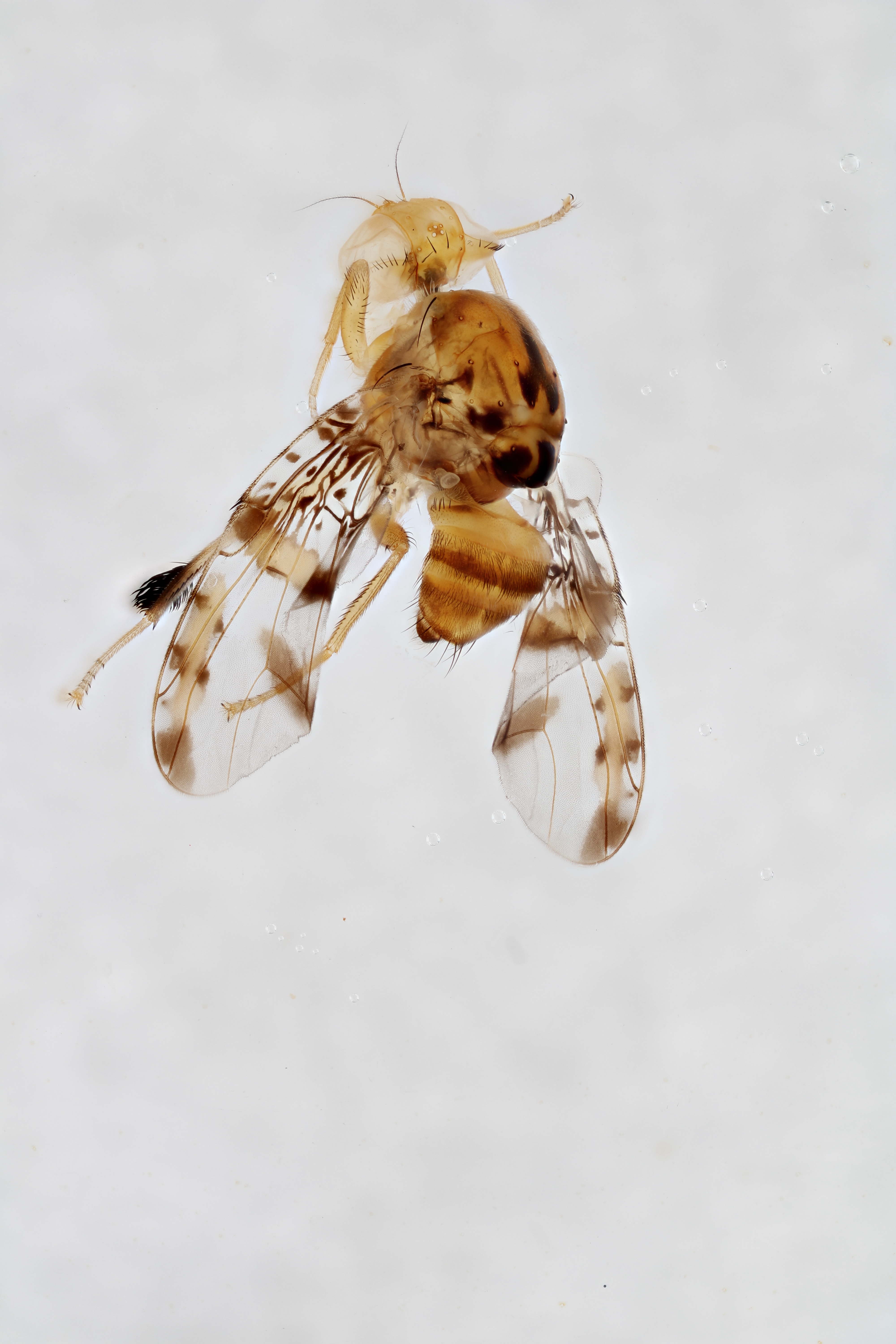 Image of a fruit fly