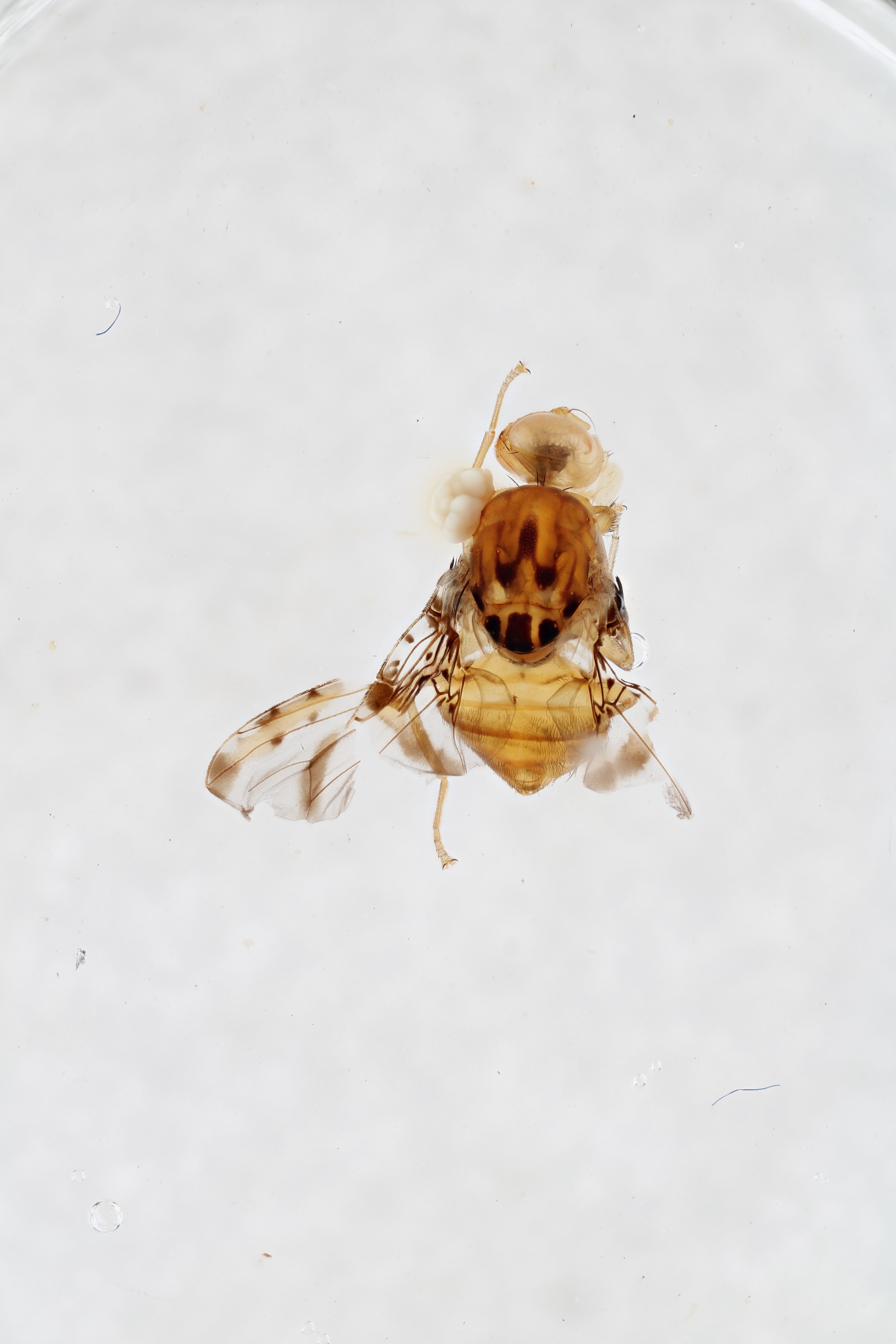 Image of a fruit fly