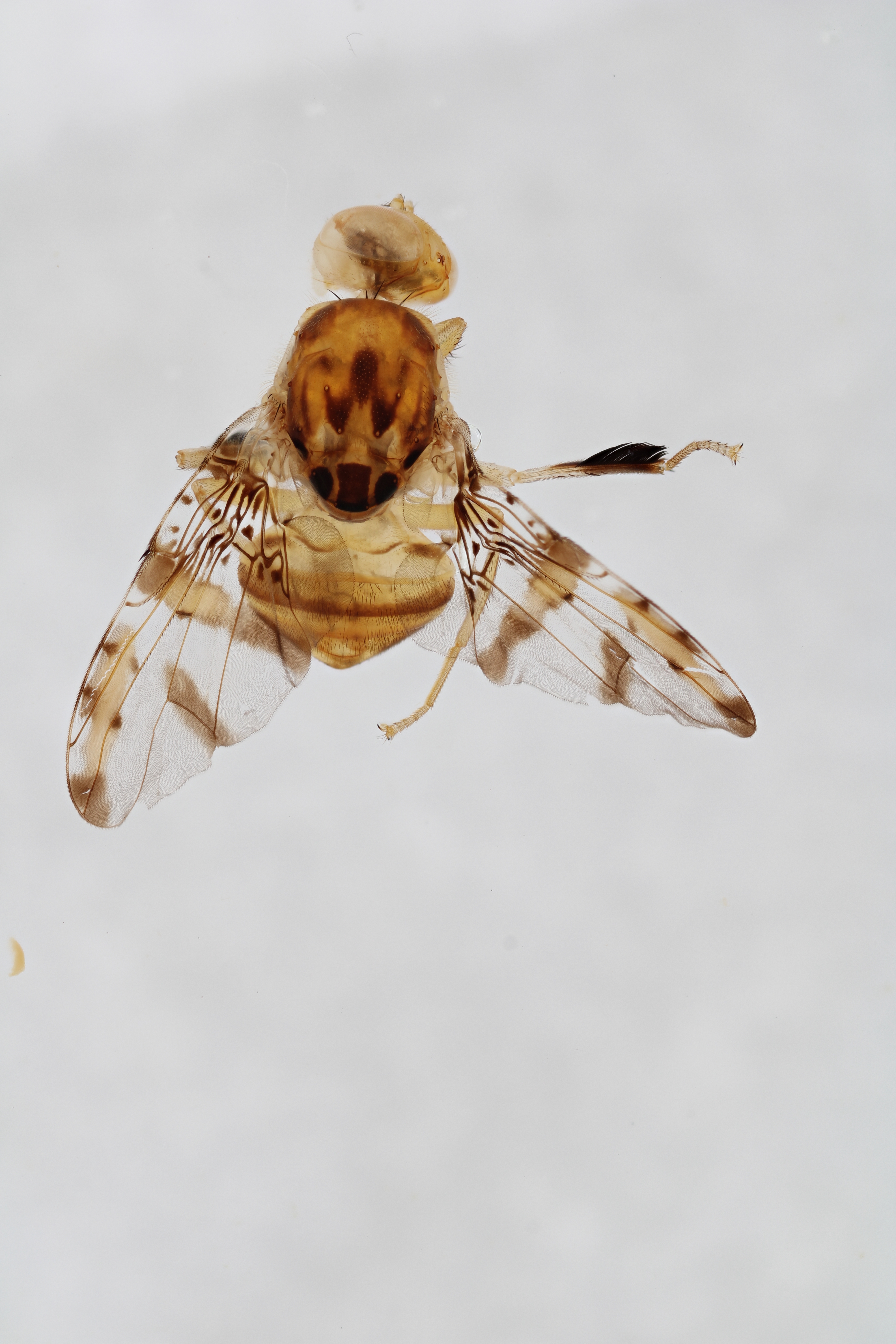 Image of a fruit fly