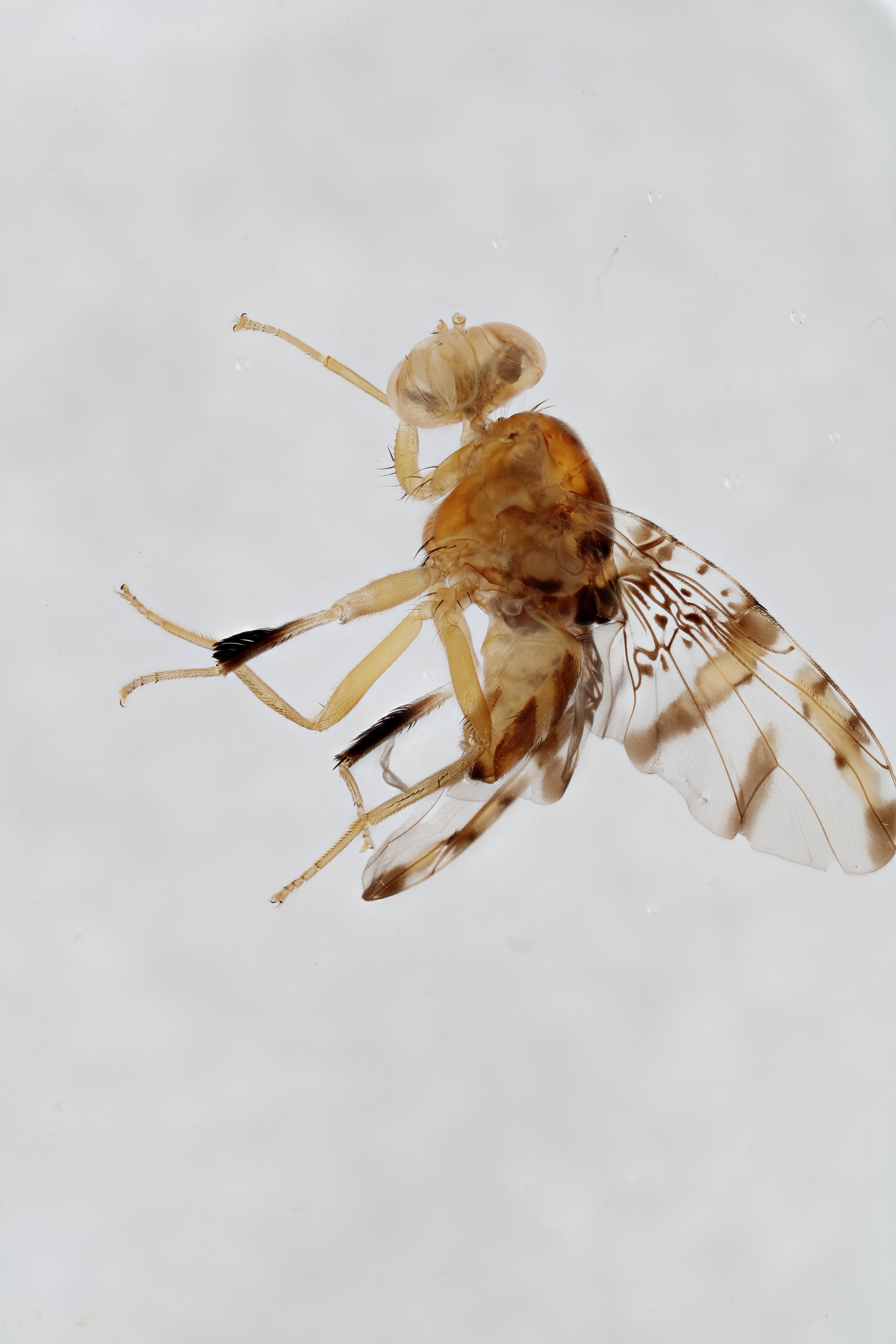 Image of a fruit fly