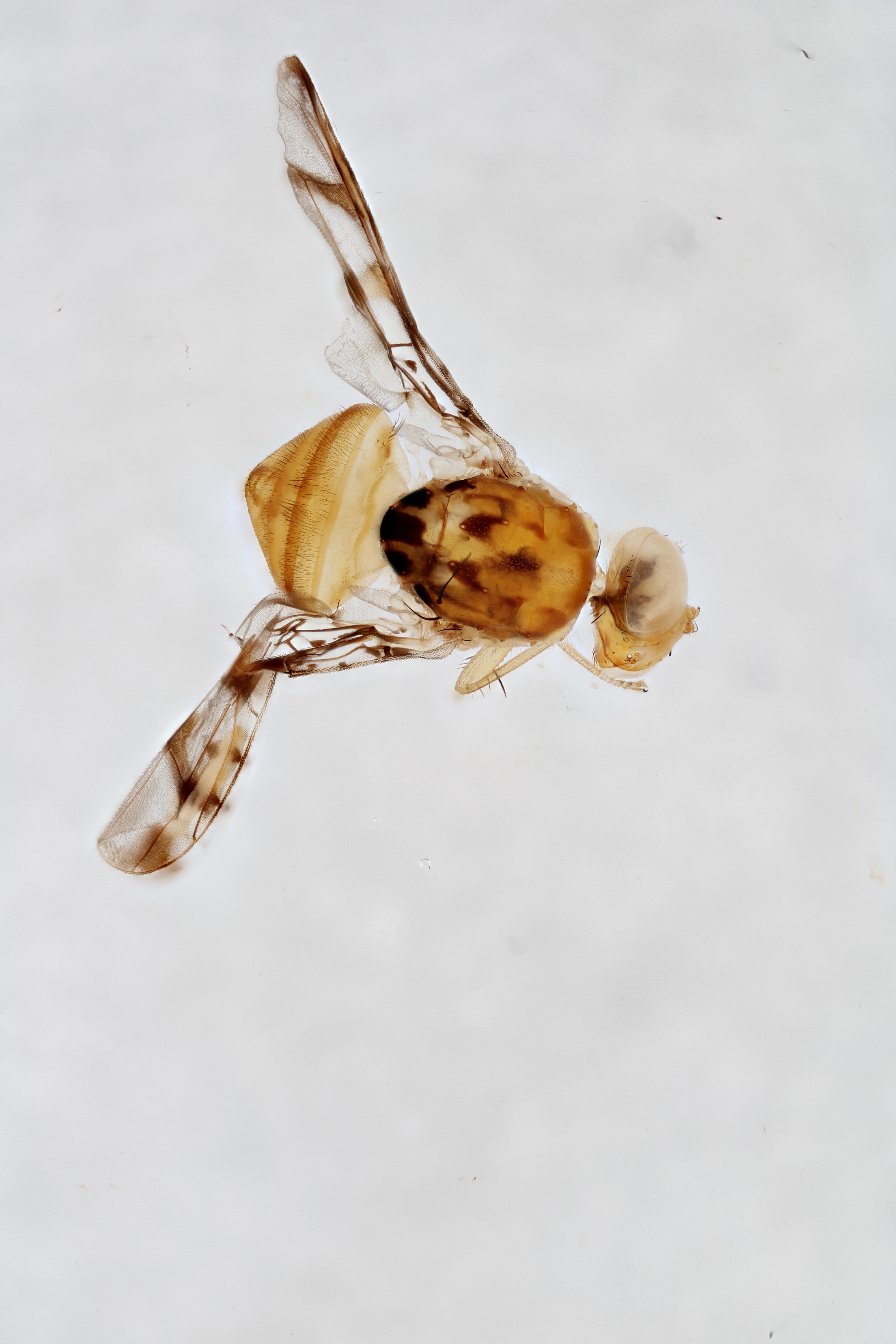 Image of a fruit fly